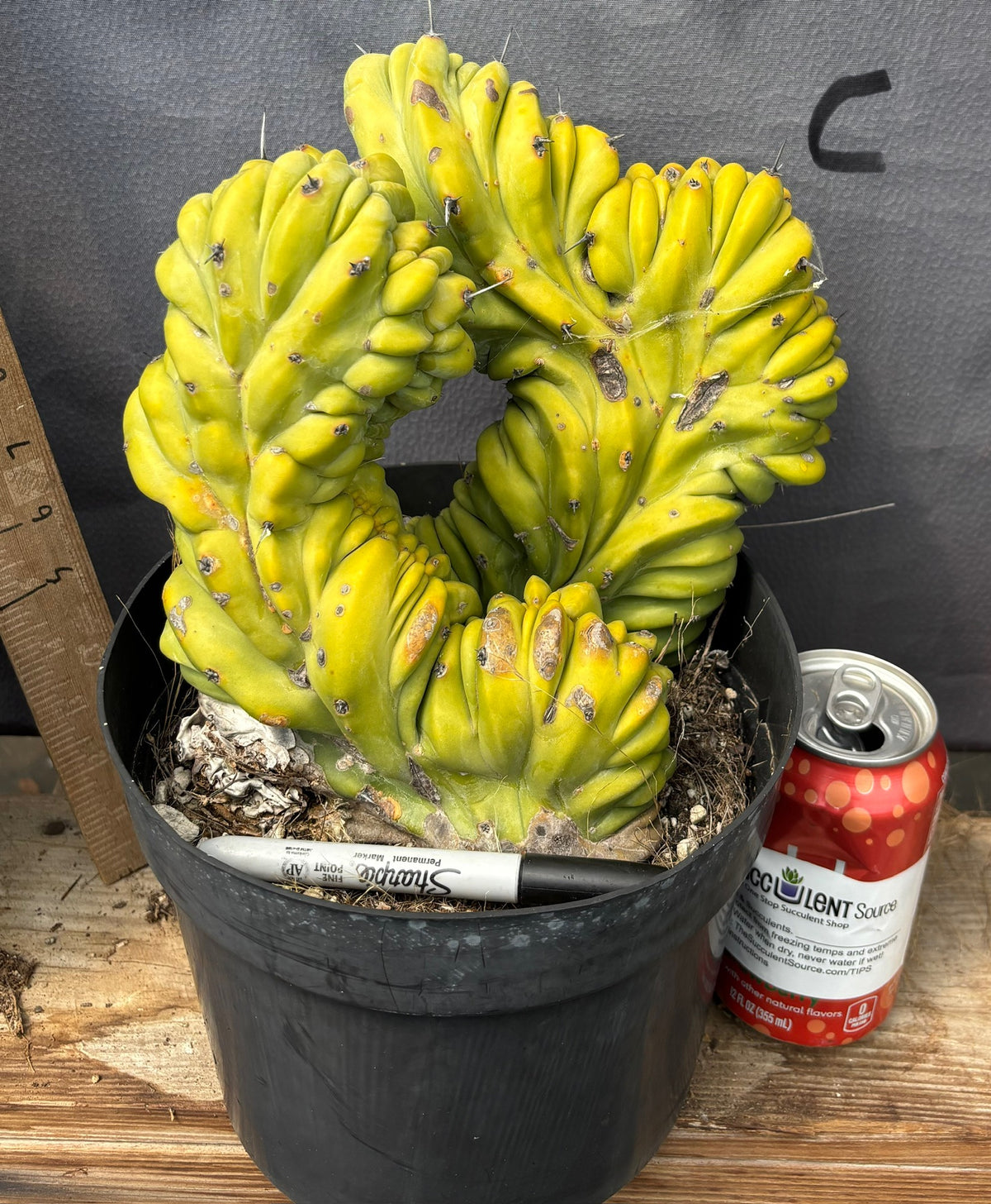 #EC87 Myrtillocactus Crested-Cactus - Large - Exact-The Succulent Source