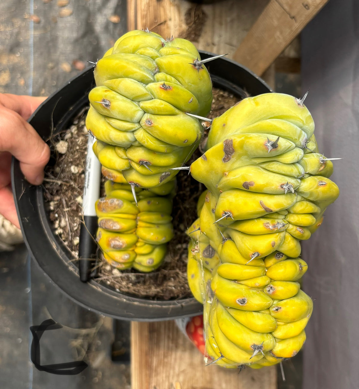#EC87 Myrtillocactus Crested-Cactus - Large - Exact-The Succulent Source