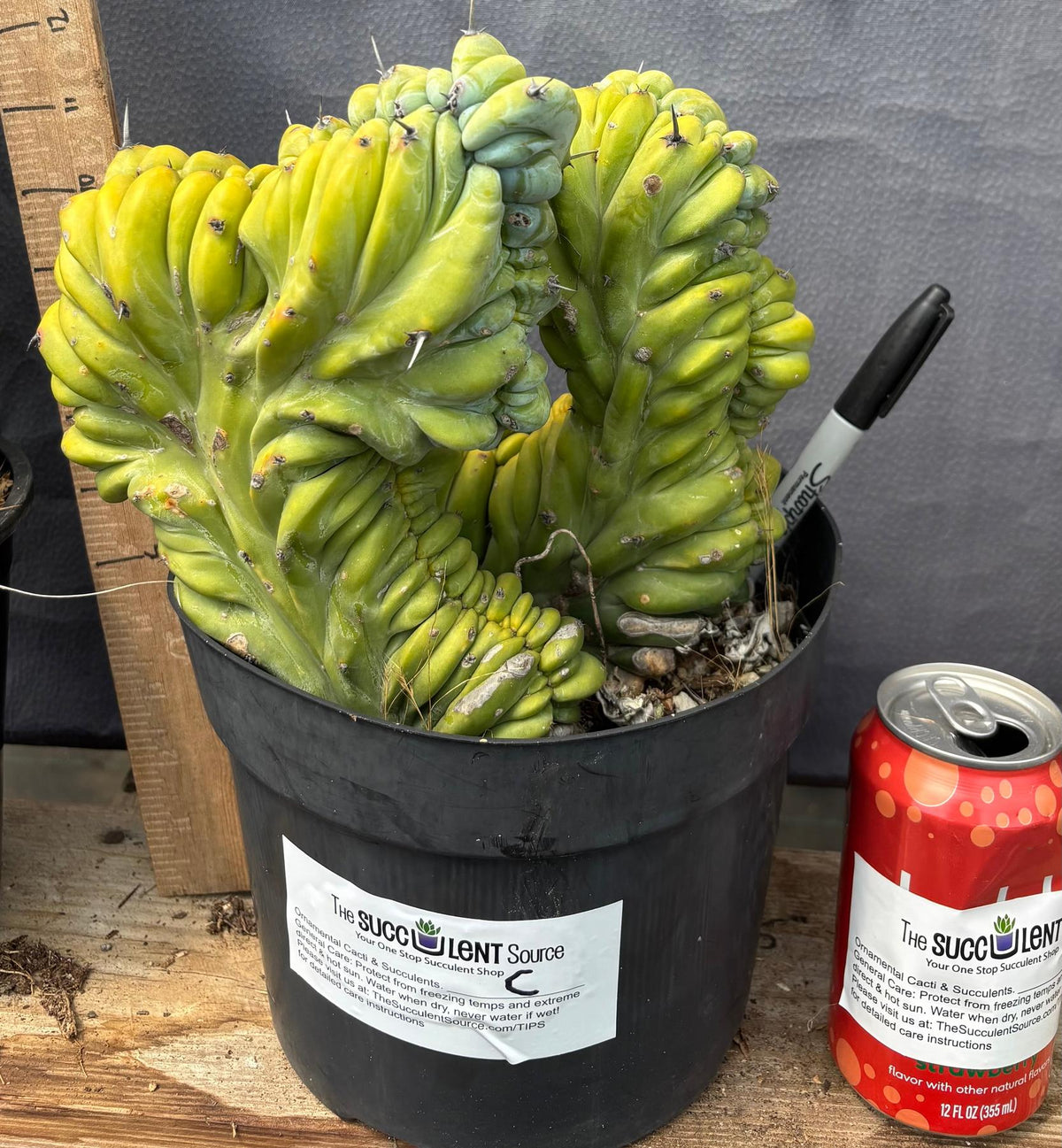 #EC87 Myrtillocactus Crested-Cactus - Large - Exact-The Succulent Source