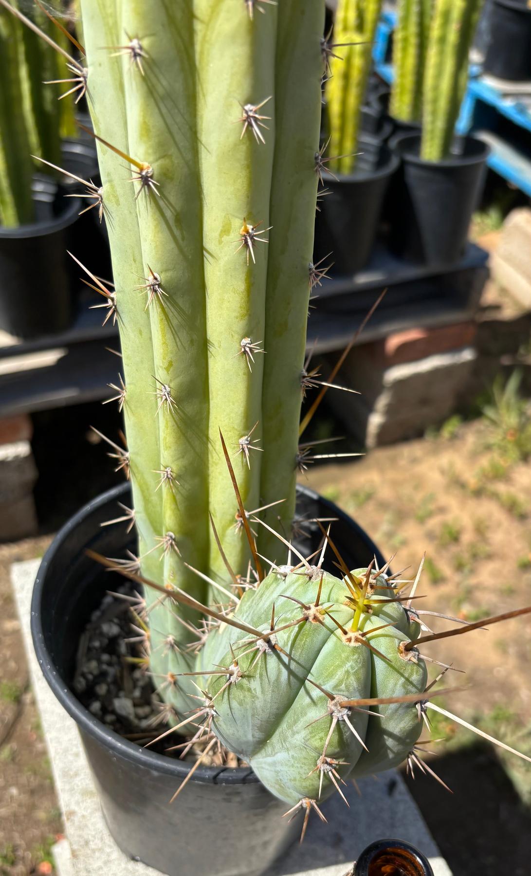 チロスケ様(*^^*) San Pedro Cactus for Sale Trichocereus - #EC87 EXACT Trichocereus