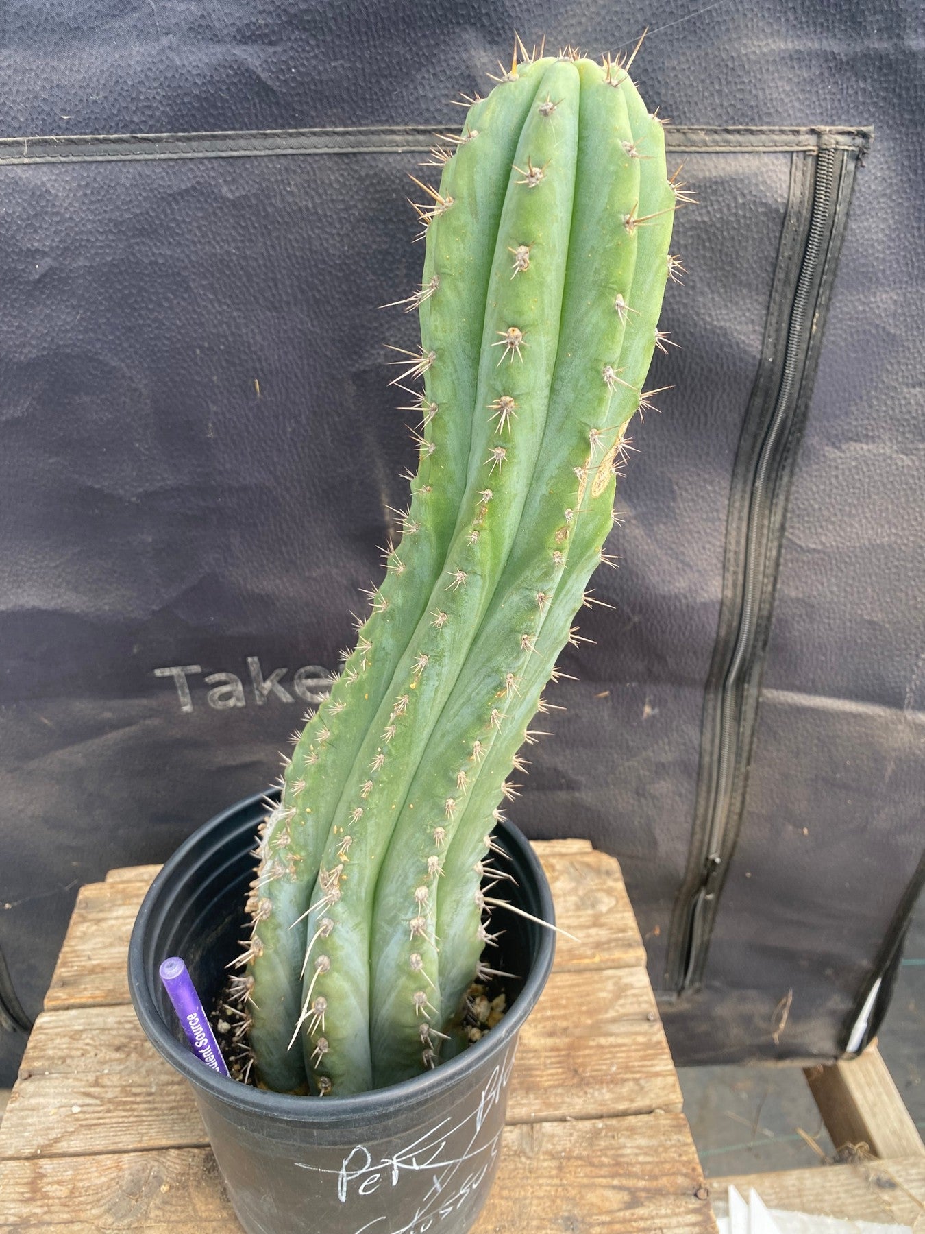 #EC87 EXACT Trichocereus Peruvianus "Eddie" 15"-Cactus - Large - Exact-The Succulent Source