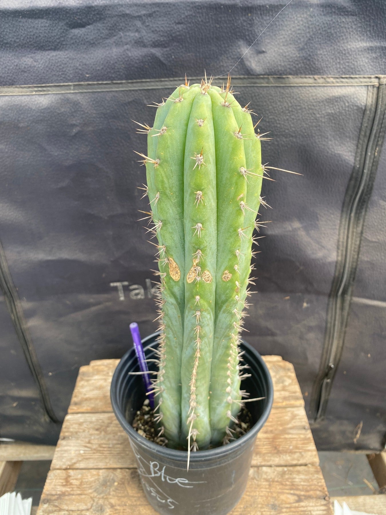 #EC87 EXACT Trichocereus Peruvianus "Eddie" 15"-Cactus - Large - Exact-The Succulent Source