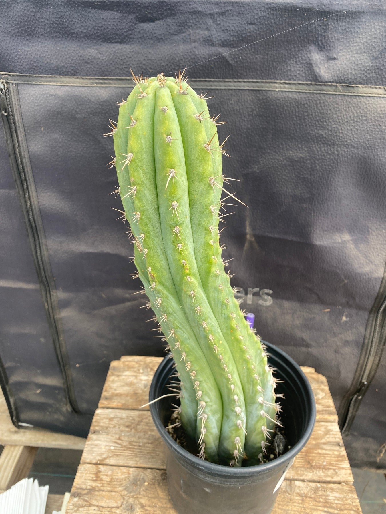 #EC87 EXACT Trichocereus Peruvianus "Eddie" 15"-Cactus - Large - Exact-The Succulent Source