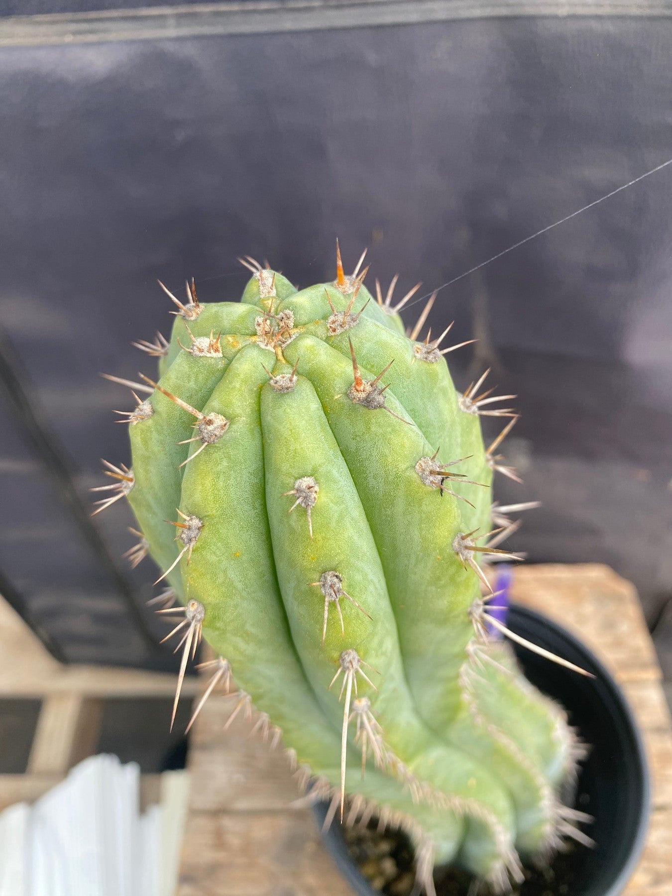 #EC87 EXACT Trichocereus Peruvianus "Eddie" 15"-Cactus - Large - Exact-The Succulent Source
