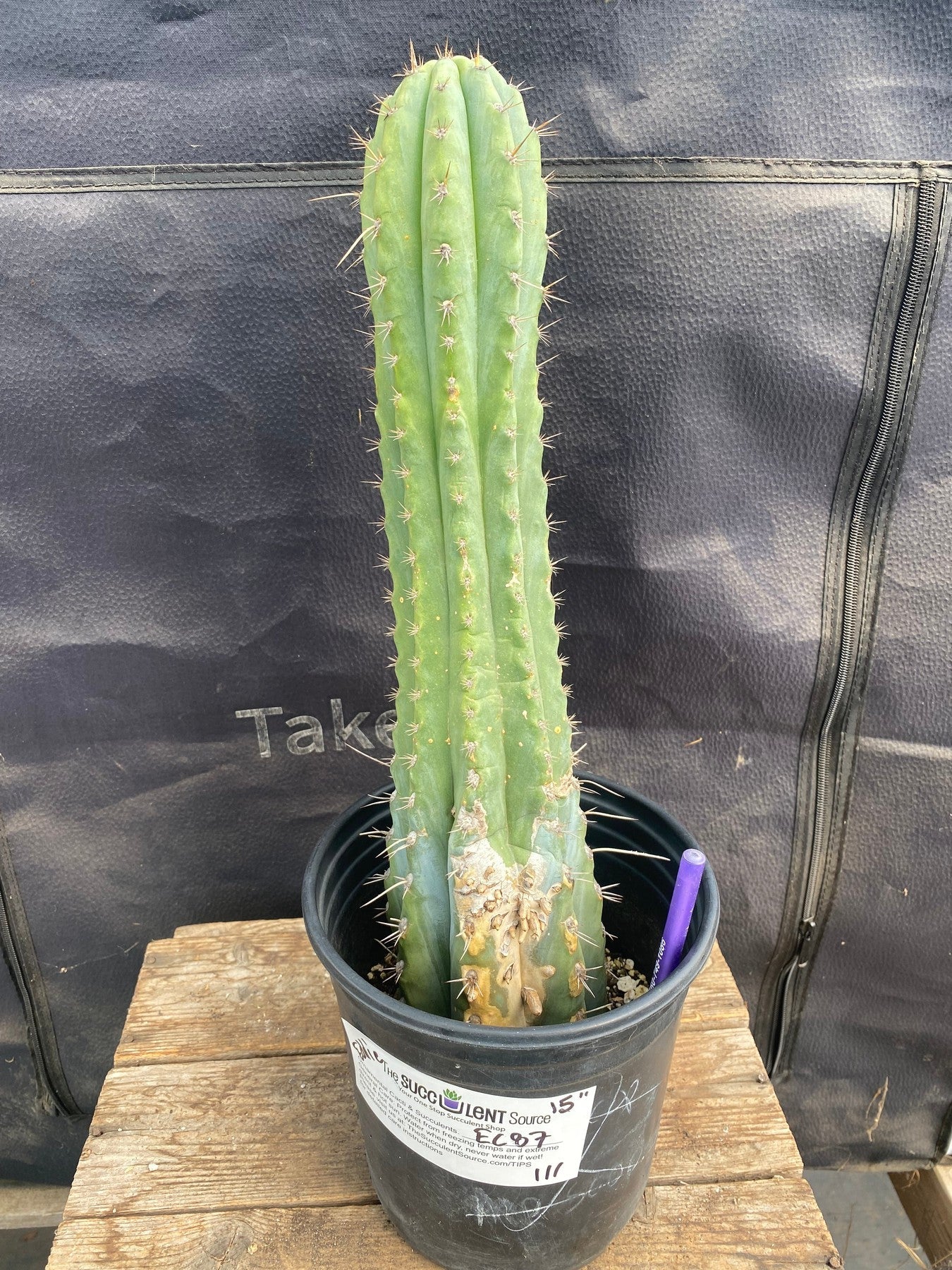 #EC87 EXACT Trichocereus Peruvianus "Eddie" 15"-Cactus - Large - Exact-The Succulent Source