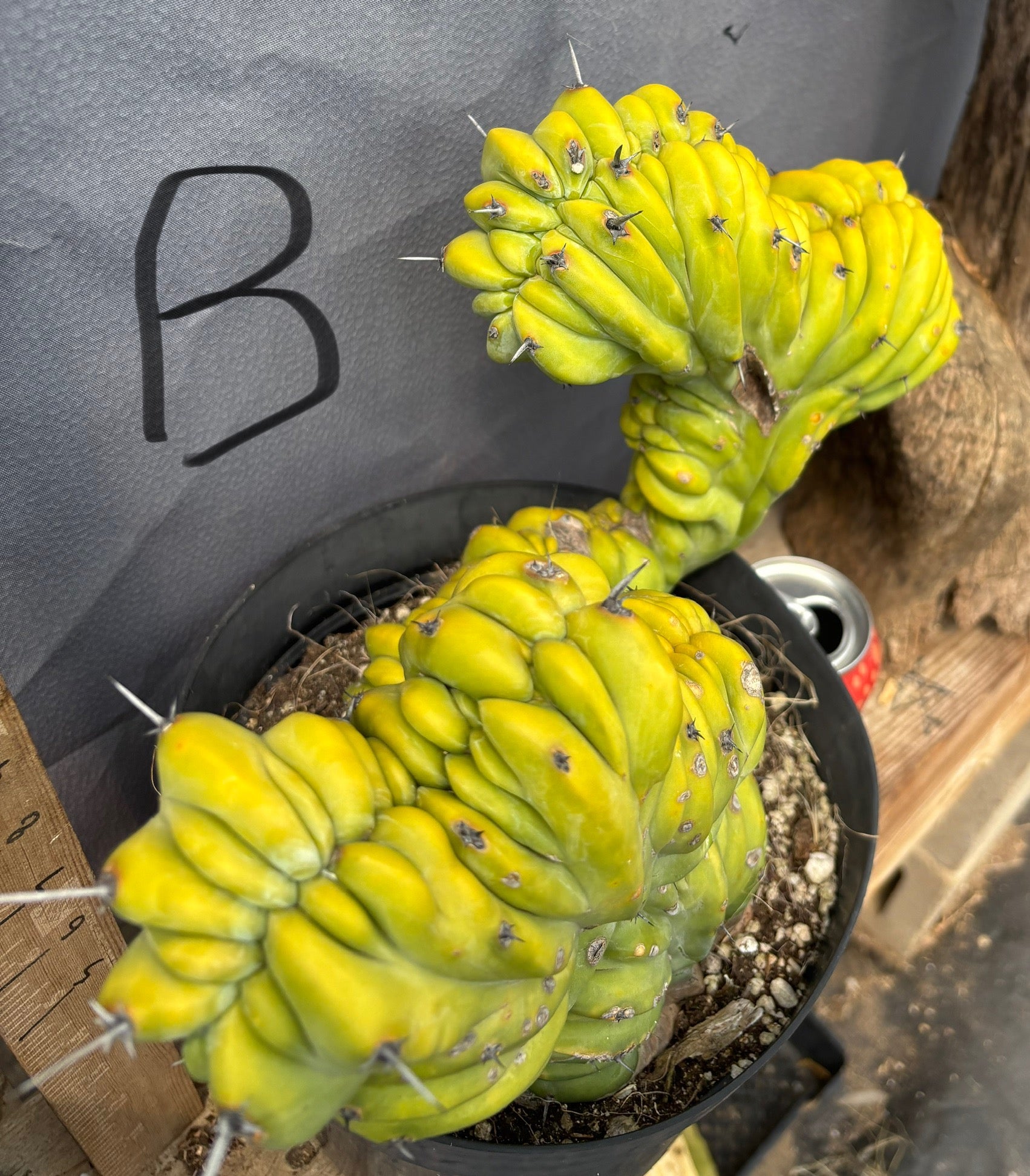 #EC87 Myrtillocactus Crested-Cactus - Large - Exact-The Succulent Source