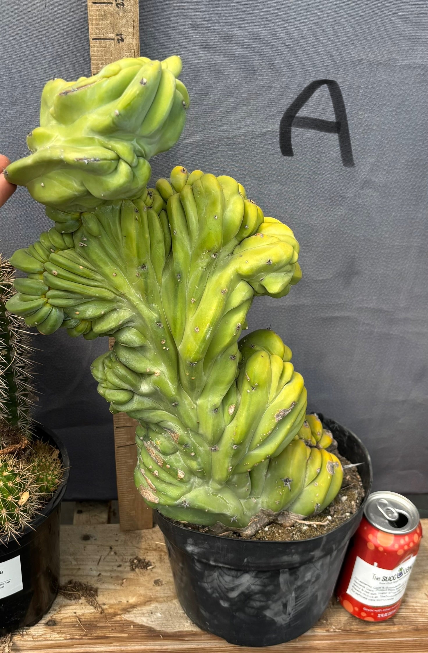 #EC87 Myrtillocactus Crested-Cactus - Large - Exact-The Succulent Source