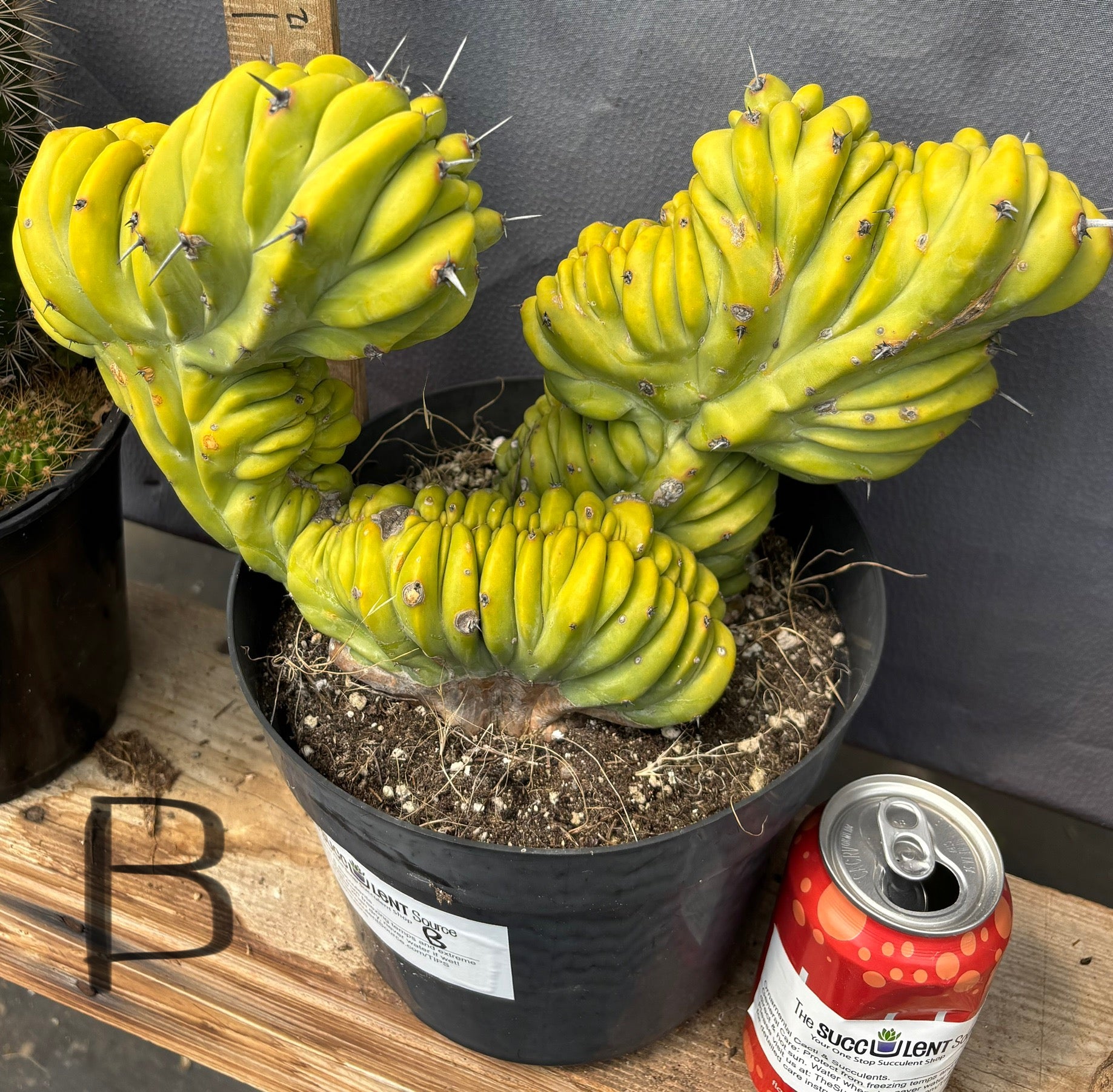 #EC87 Myrtillocactus Crested-Cactus - Large - Exact-The Succulent Source