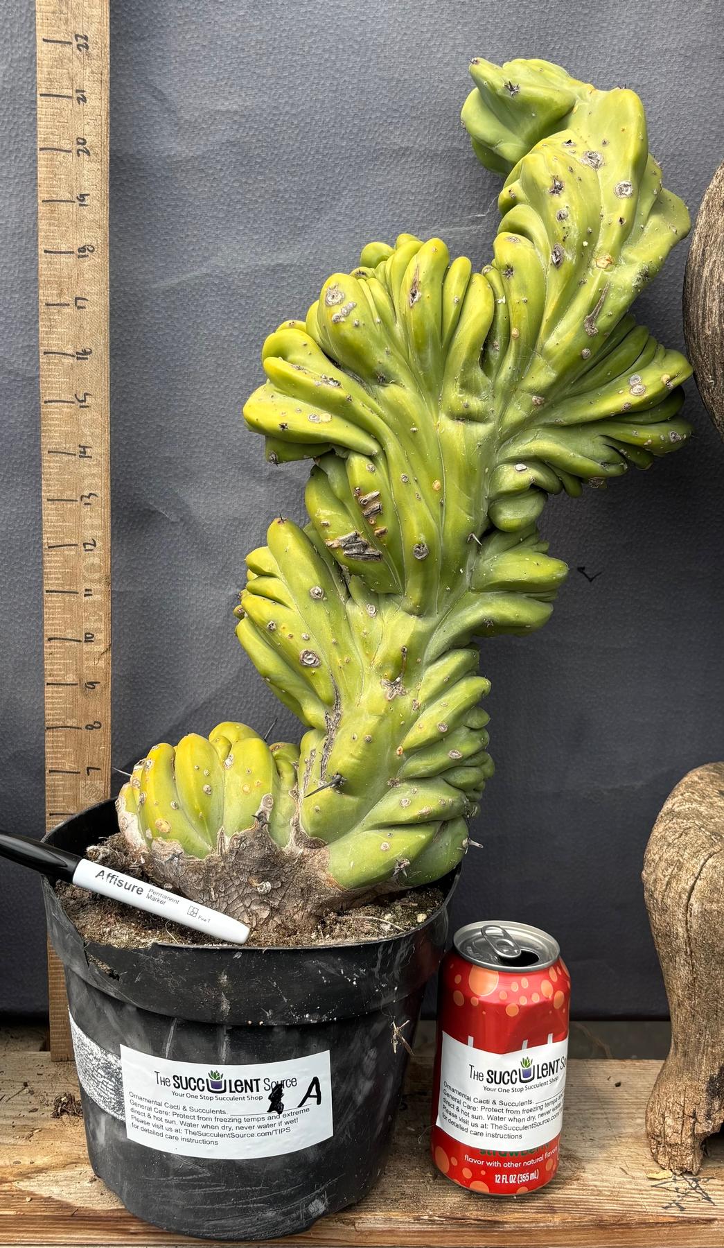#EC87 Myrtillocactus Crested-Cactus - Large - Exact-The Succulent Source