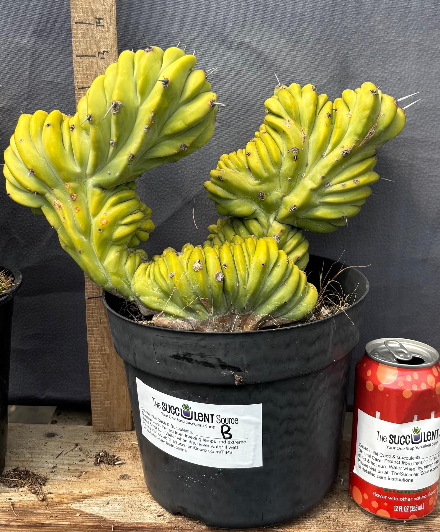 #EC87 Myrtillocactus Crested-Cactus - Large - Exact-The Succulent Source