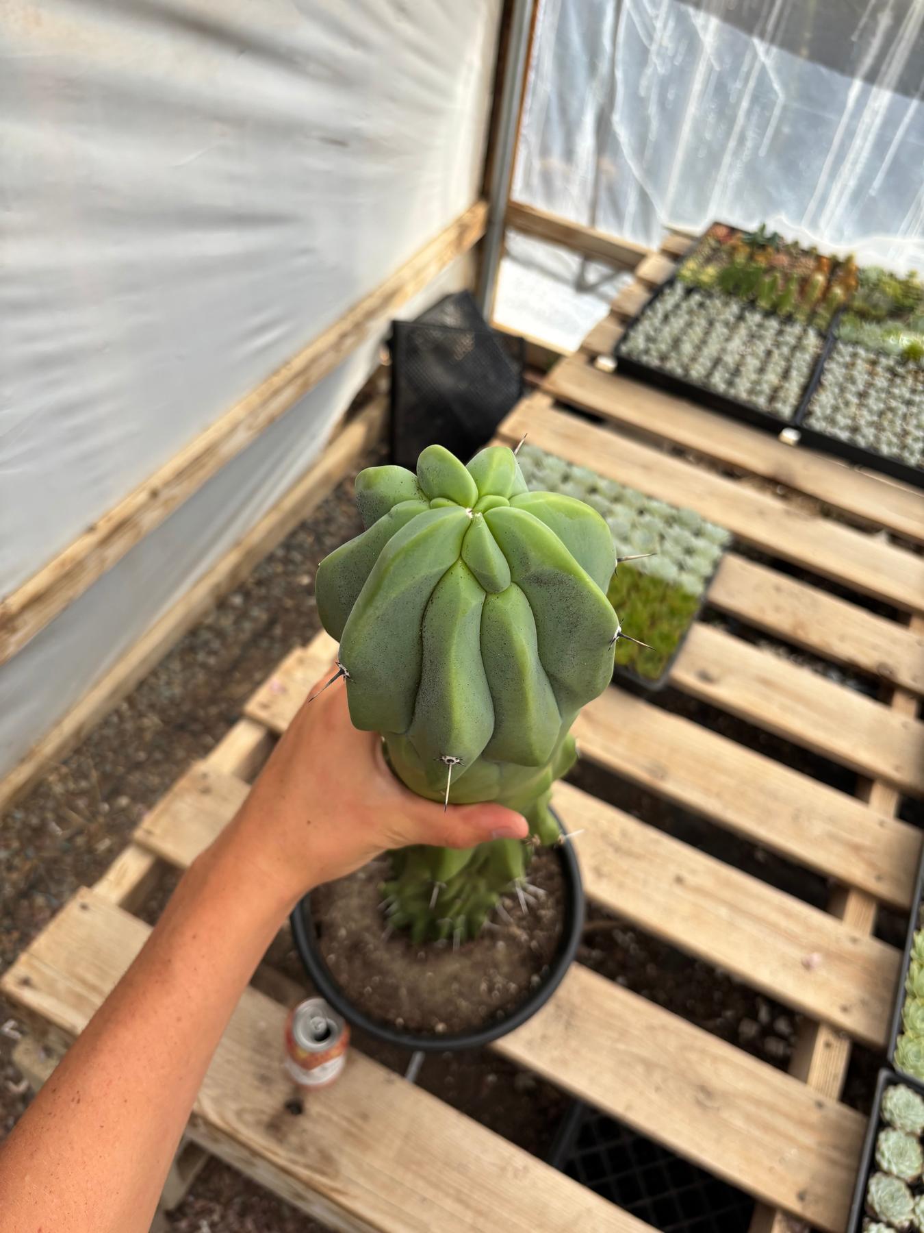 #EC87 Myrtillocactus Geometrizans Blue Candle Crested Cactus potted-Cactus - Large - Exact-The Succulent Source