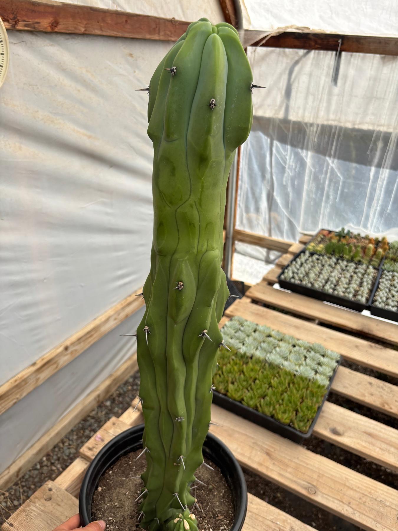 #EC87 Myrtillocactus Geometrizans Blue Candle Crested Cactus potted-Cactus - Large - Exact-The Succulent Source
