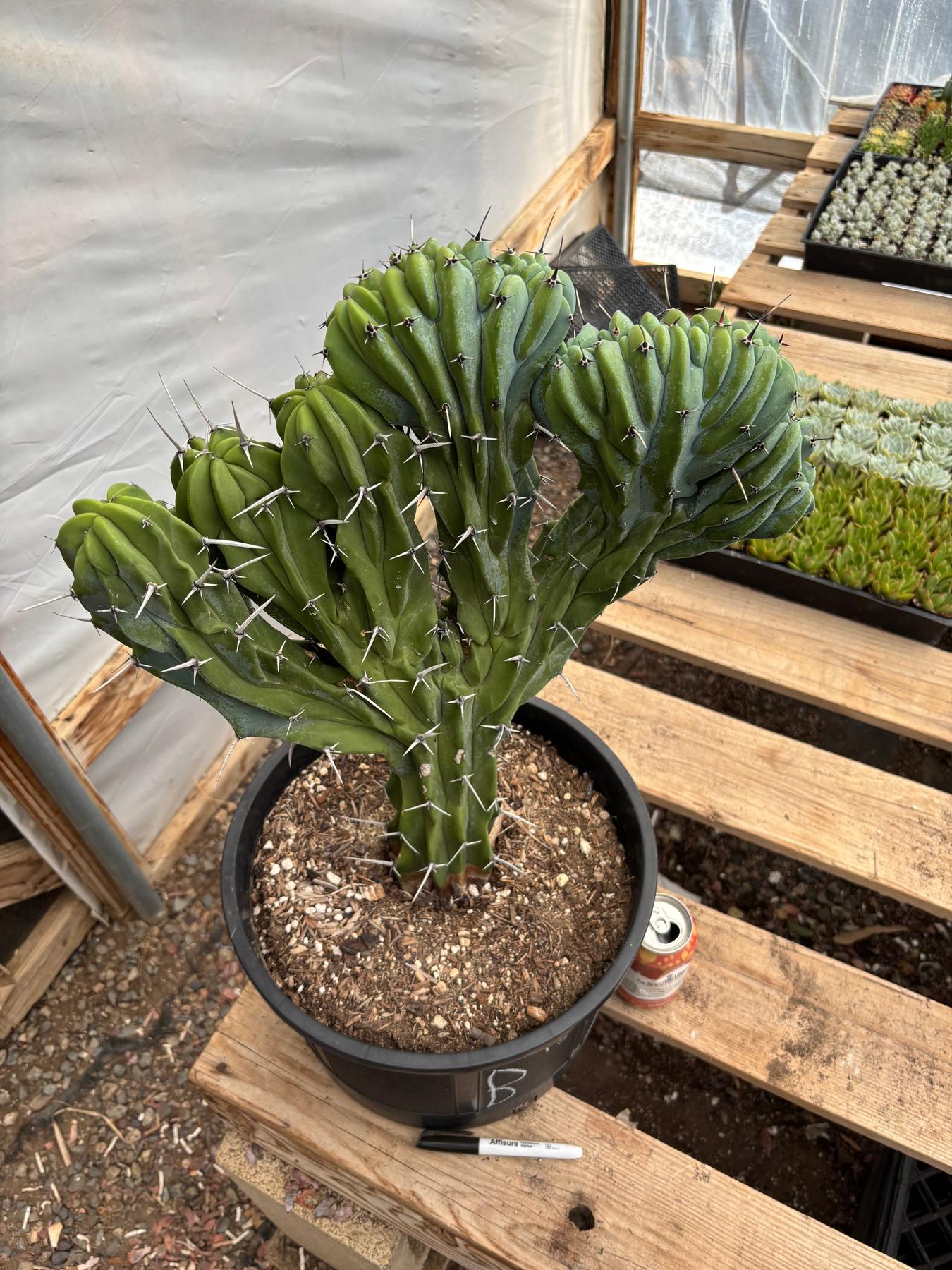 #EC87 Myrtillocactus Geometrizans Blue Candle Crested Cactus potted-Cactus - Large - Exact-The Succulent Source