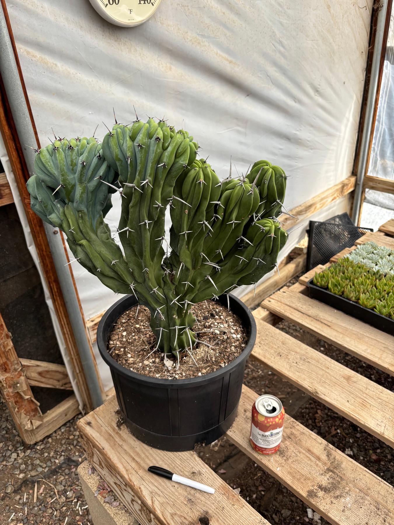 #EC87 Myrtillocactus Geometrizans Blue Candle Crested Cactus potted-Cactus - Large - Exact-The Succulent Source