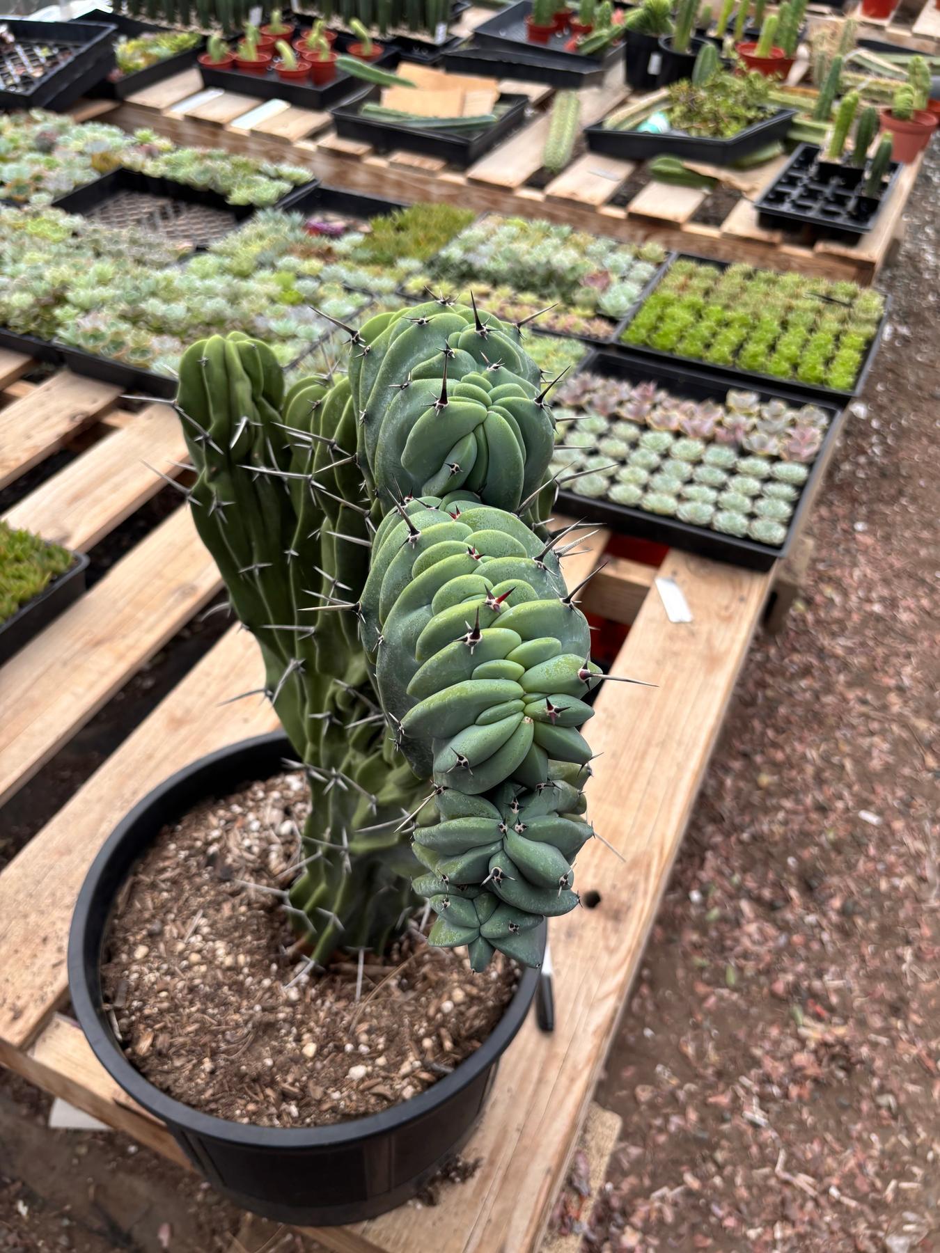 #EC87 Myrtillocactus Geometrizans Blue Candle Crested Cactus potted-Cactus - Large - Exact-The Succulent Source