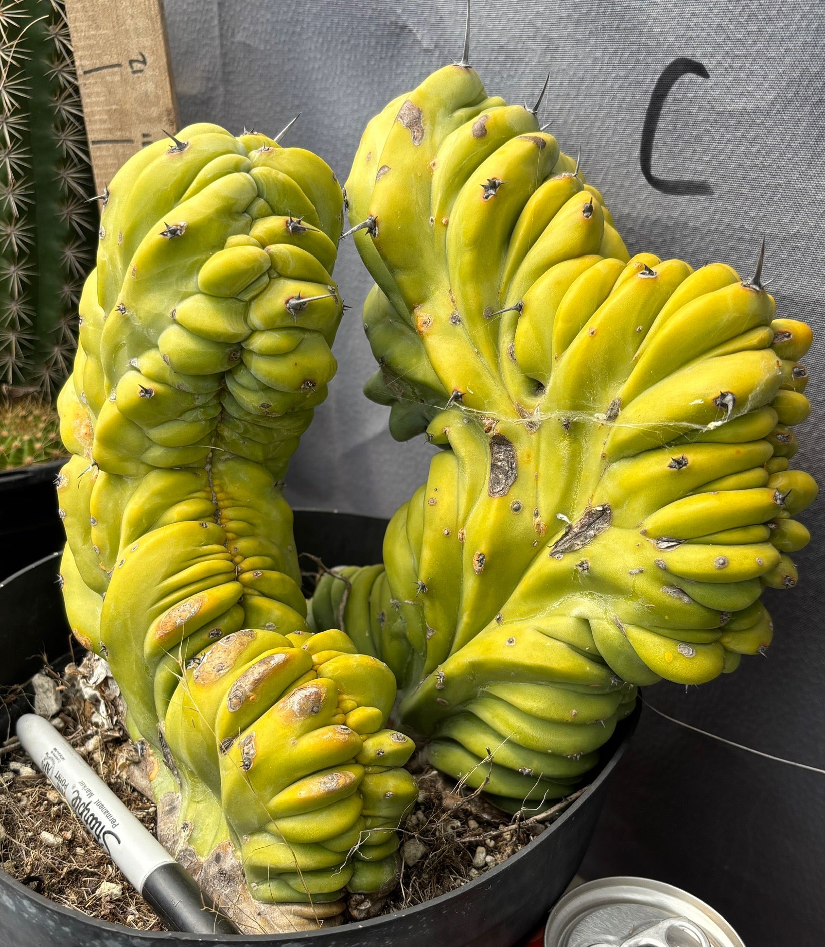 #EC87 Myrtillocactus Crested-Cactus - Large - Exact-The Succulent Source