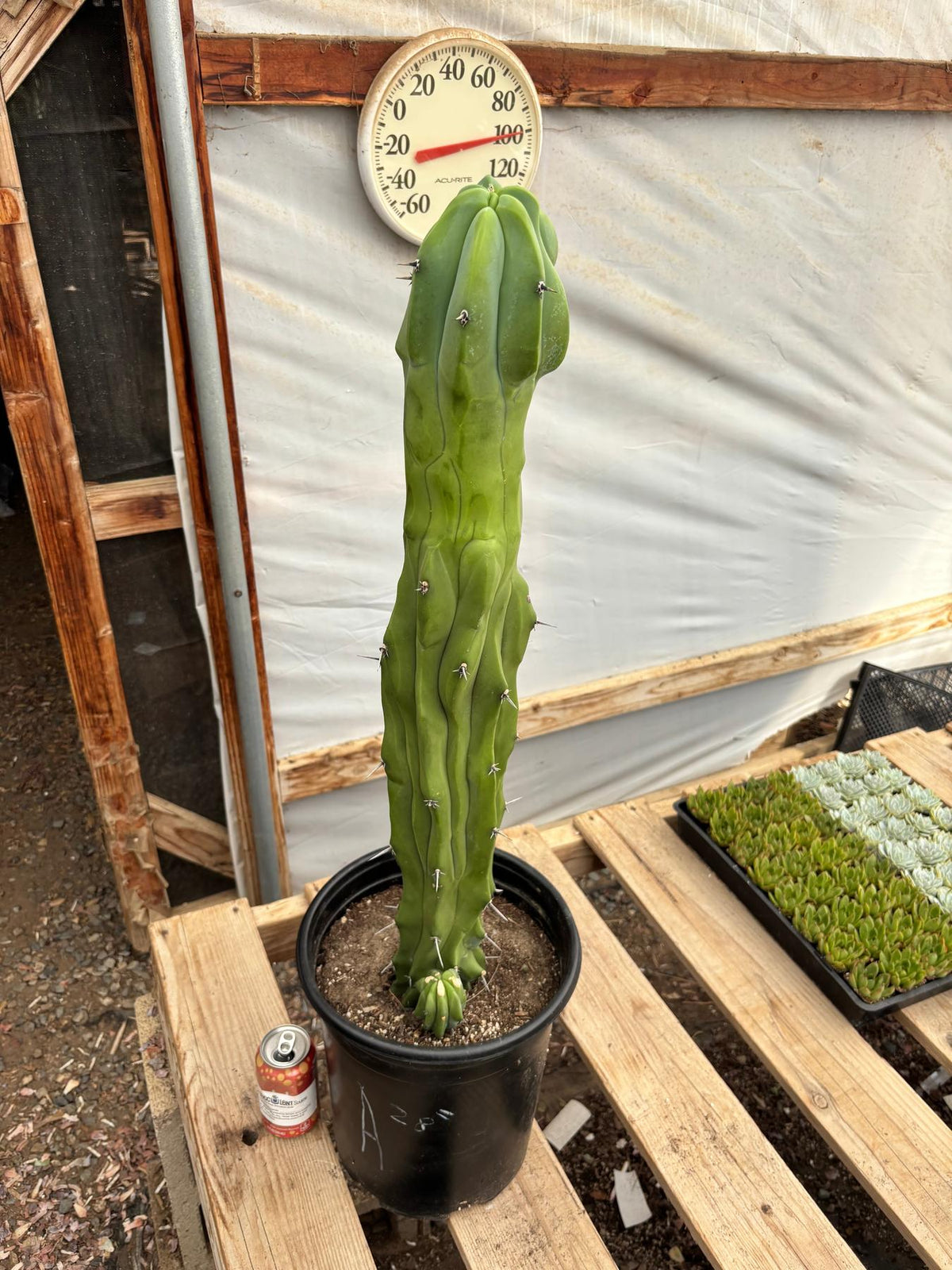 #EC87 Myrtillocactus Geometrizans Blue Candle Crested Cactus potted-Cactus - Large - Exact-The Succulent Source