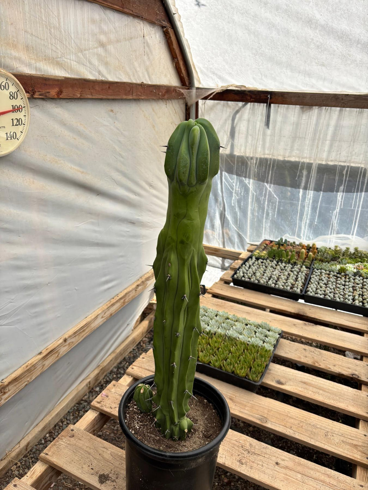 #EC87 Myrtillocactus Geometrizans Blue Candle Crested Cactus potted-Cactus - Large - Exact-The Succulent Source