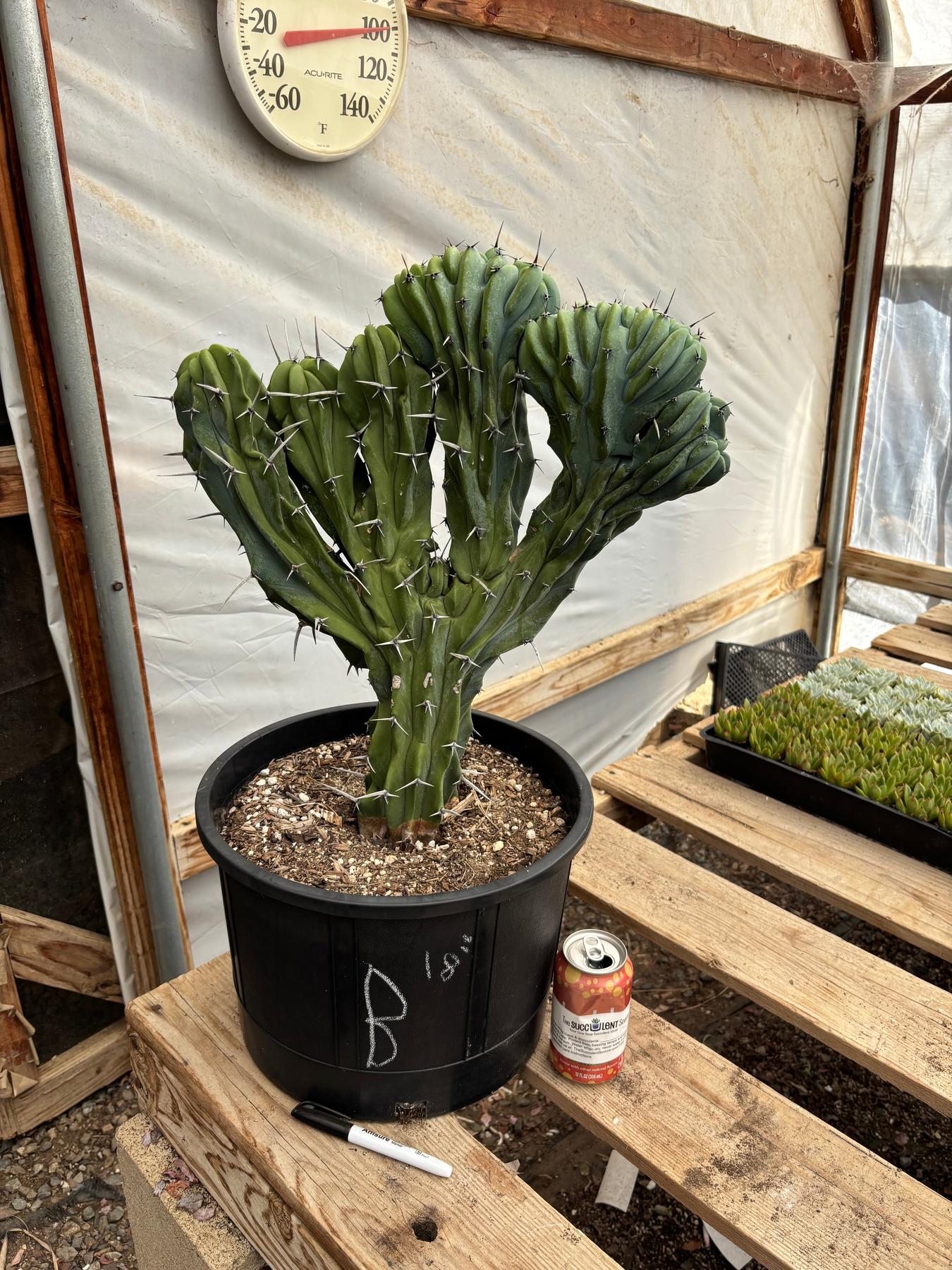 #EC87 Myrtillocactus Geometrizans Blue Candle Crested Cactus potted-Cactus - Large - Exact-The Succulent Source