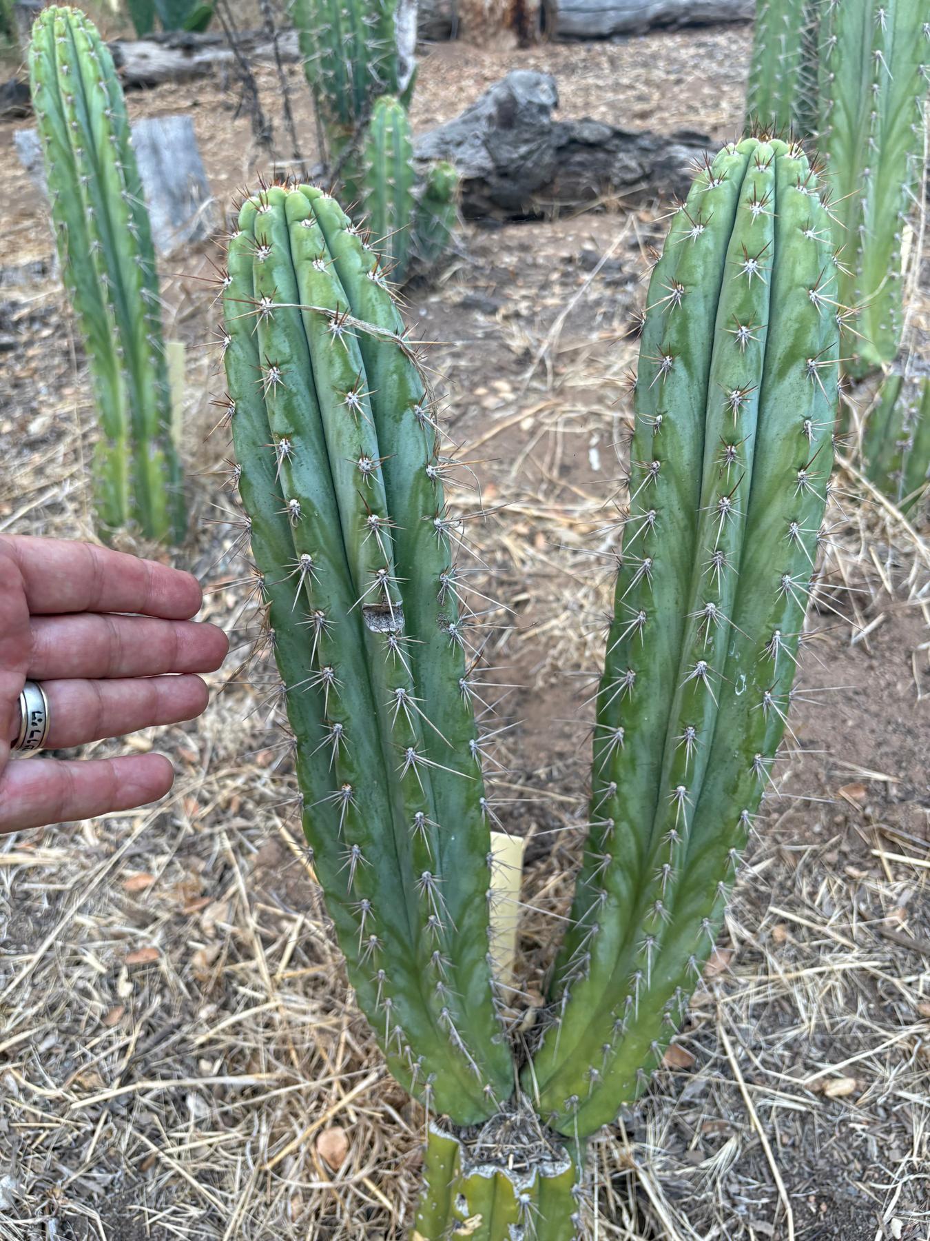 #EC88 EXACT Peruvianus SpiderWeb Cactus Cutting 10”-Cactus - Large - Exact-The Succulent Source