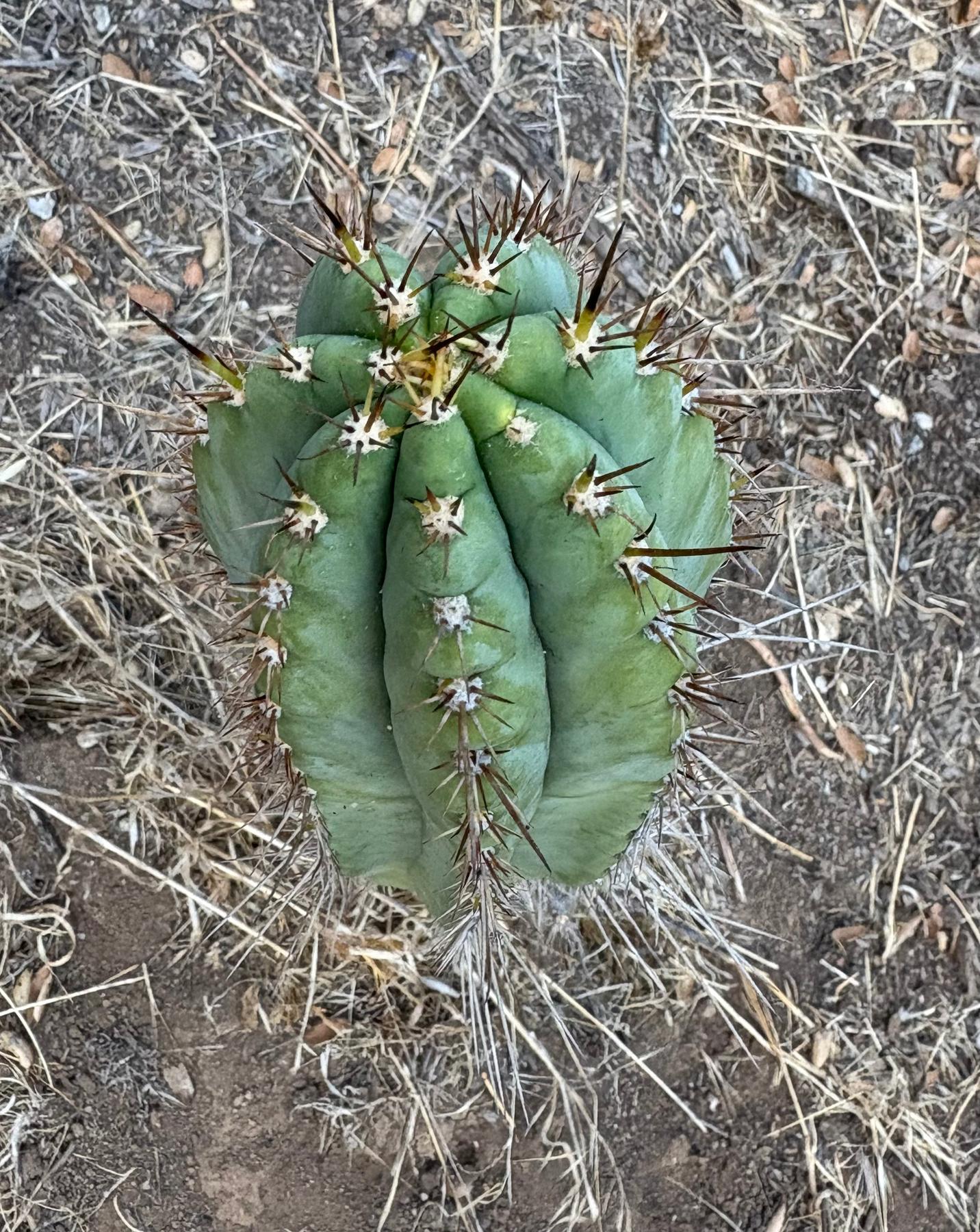 #EC88 EXACT Peruvianus SpiderWeb Cactus Cutting 10”-Cactus - Large - Exact-The Succulent Source