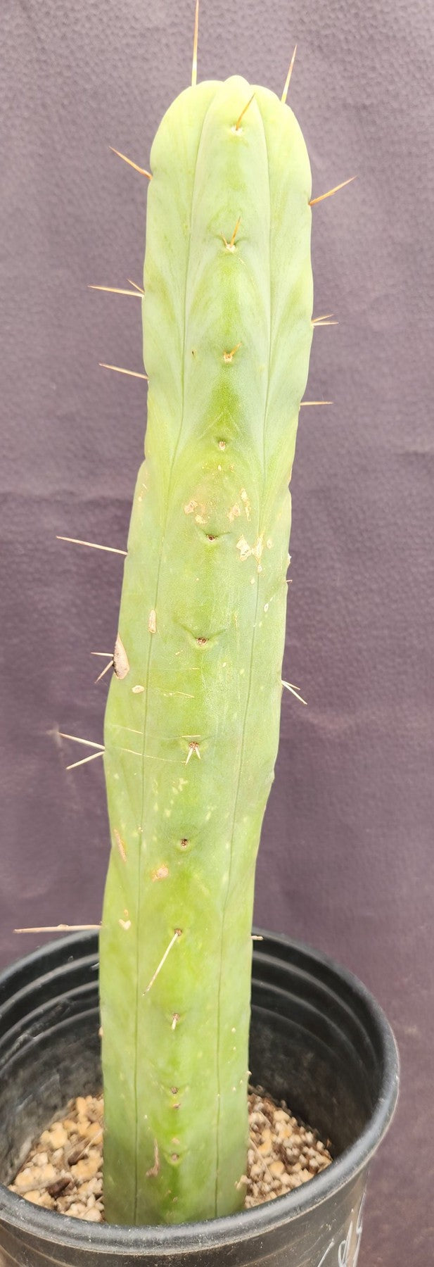 #EC89 EXACT Trichocereus Bridgesii Four Wind Cactus 15"-Cactus - Large - Exact-The Succulent Source