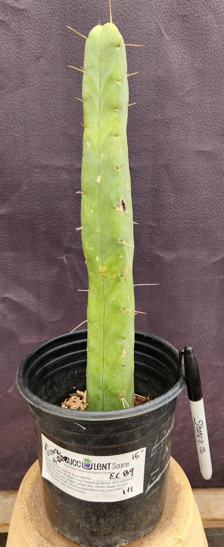 #EC89 EXACT Trichocereus Bridgesii Four Wind Cactus 15"-Cactus - Large - Exact-The Succulent Source