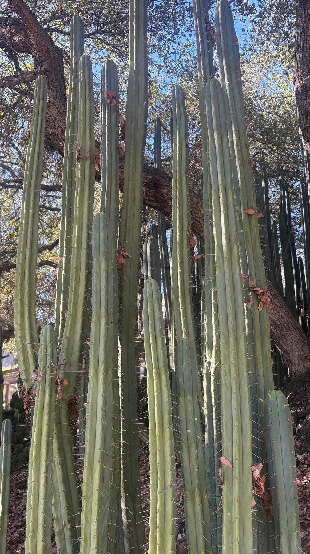 #EC89 Trichocereus Bridgesii Jiimz Long Tall Sally/LTS 12” cutting-Cactus - Large - Exact-The Succulent Source