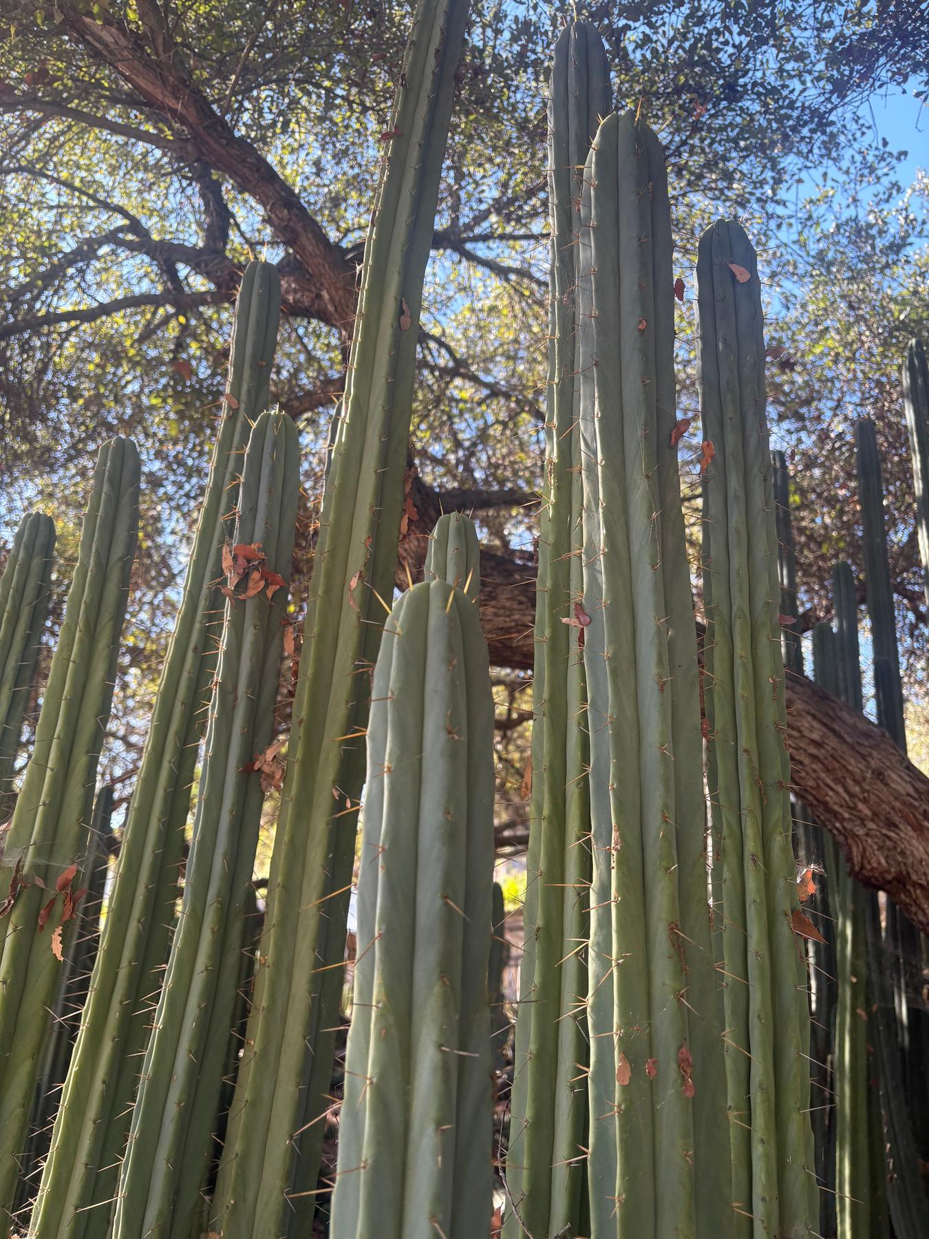 #EC89 Trichocereus Bridgesii Jiimz Long Tall Sally/LTS 12” cutting-Cactus - Large - Exact-The Succulent Source