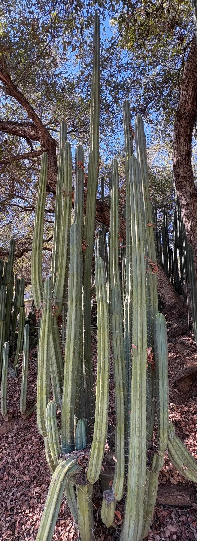 #EC89 Trichocereus Bridgesii Jiimz Long Tall Sally/LTS 12” cutting-Cactus - Large - Exact-The Succulent Source