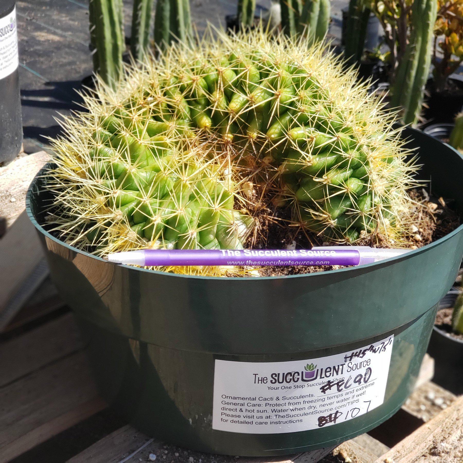 #EC90 EXACT Crested Echinocactus Grusonii Golden Barrel H 4.5” W 7.5”-Cactus - Large - Exact-The Succulent Source