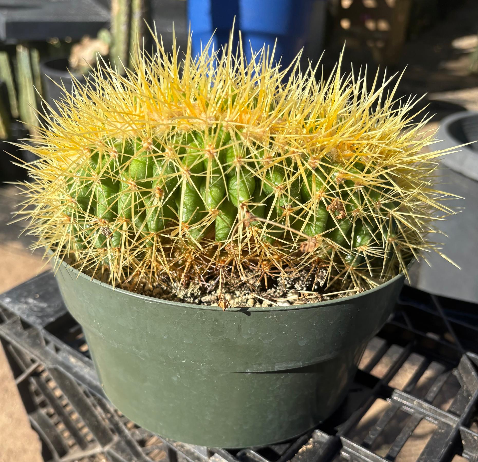 EC90 Exact Crested Echinocactus Grusonii Golden Barrel Cactus Crested