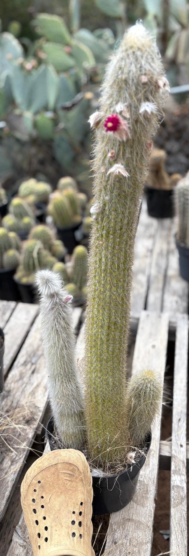 #EC91 EXACT Cleistocactus strausii Silver Torch Cactus Big and Potted-Cactus - Large - Exact-The Succulent Source