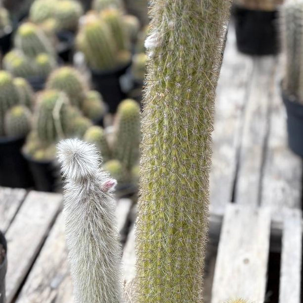 EC91 EXACT Cleistocactus strausii Silver Torch Cactus Big and Potted