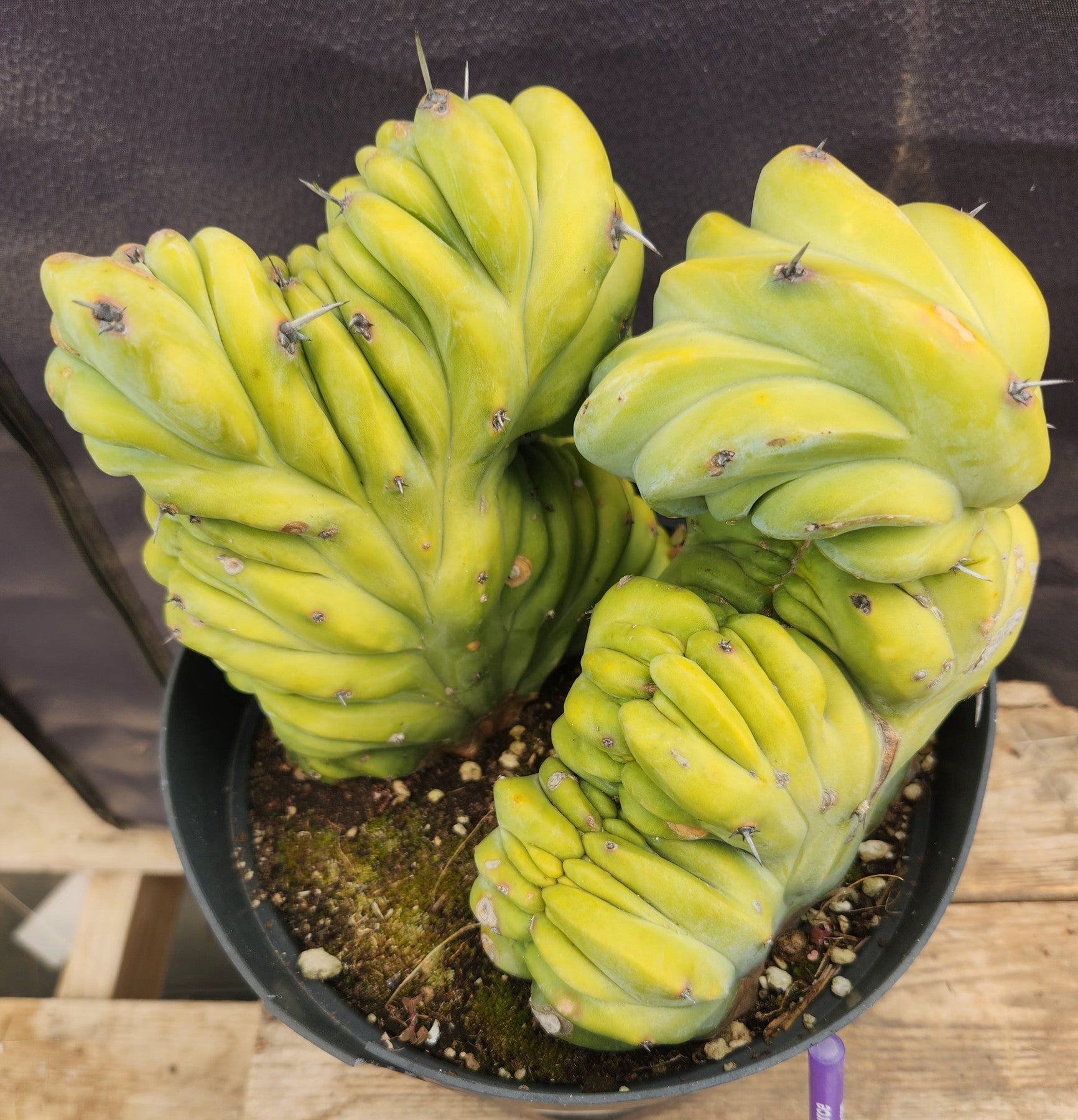 #EC92 EXACT Crested Geometrizans Myrtillo Blue Candle Cactus ”-Cactus - Large - Exact-The Succulent Source