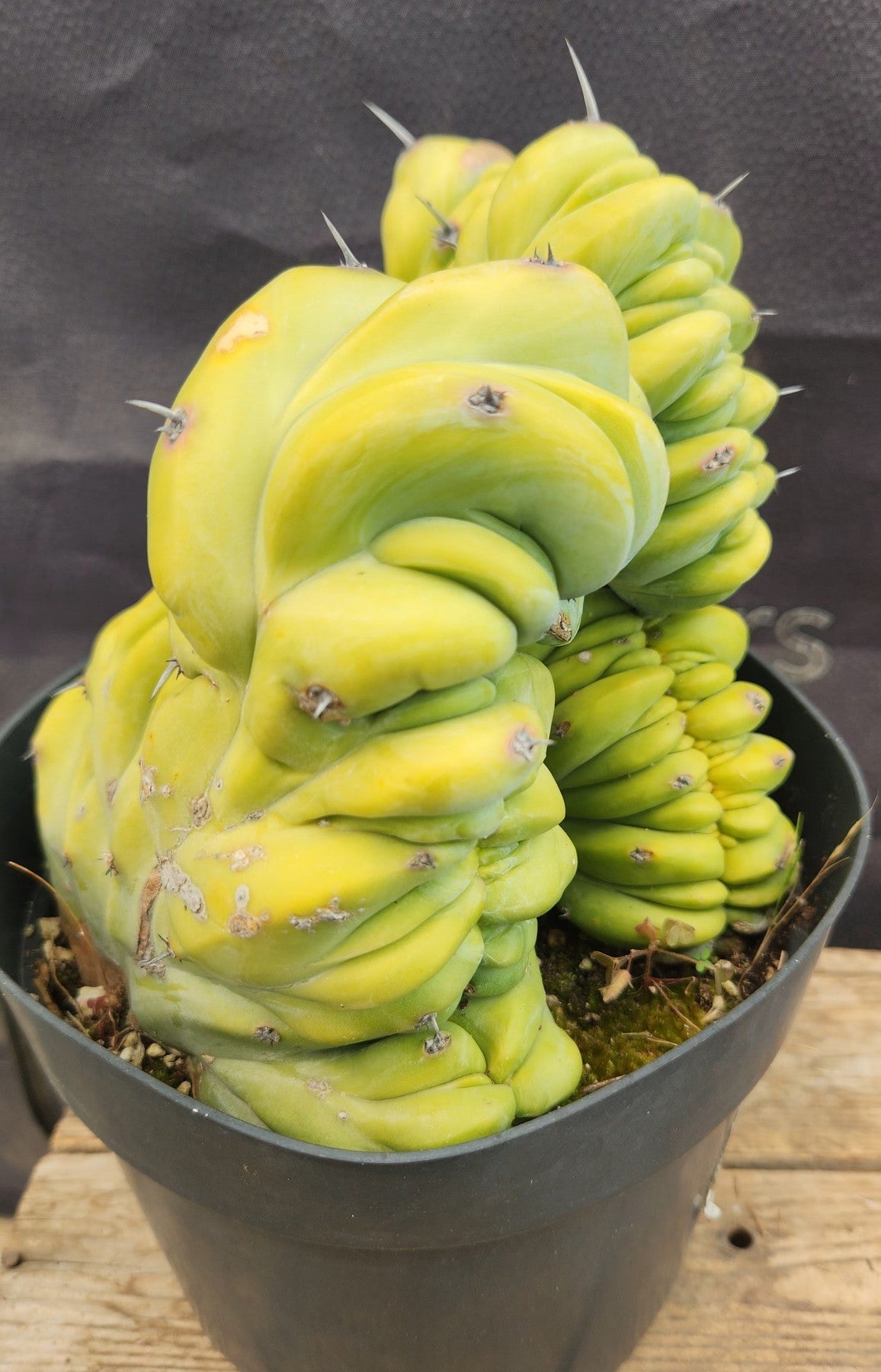 #EC92 EXACT Crested Geometrizans Myrtillo Blue Candle Cactus ”-Cactus - Large - Exact-The Succulent Source