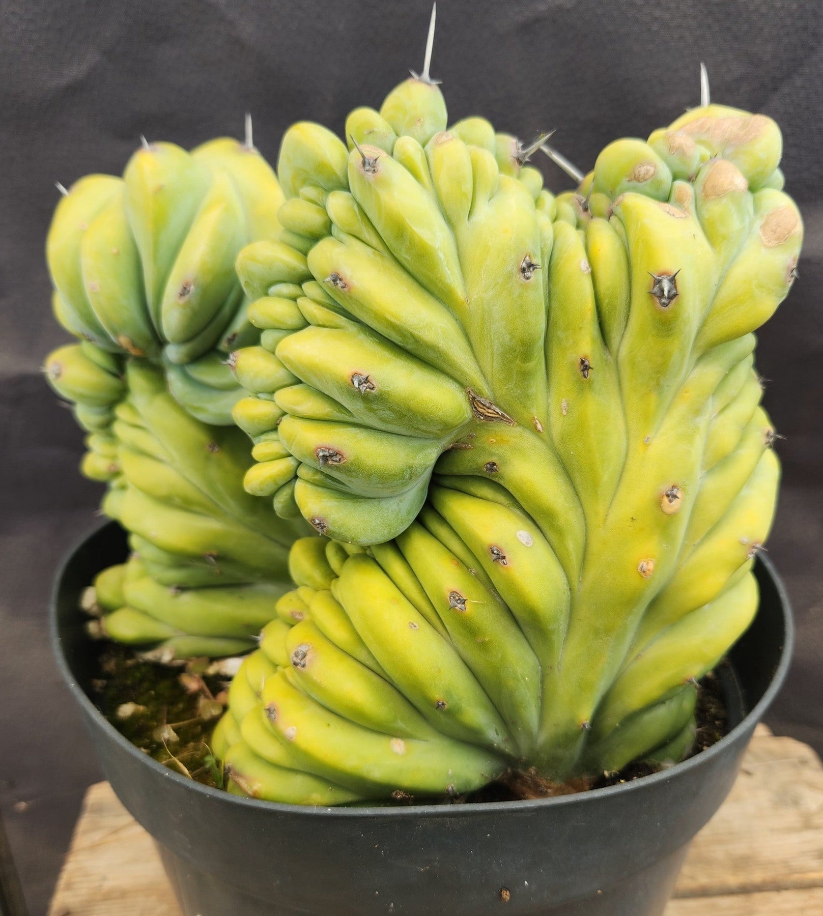 #EC92 EXACT Crested Geometrizans Myrtillo Blue Candle Cactus ”-Cactus - Large - Exact-The Succulent Source