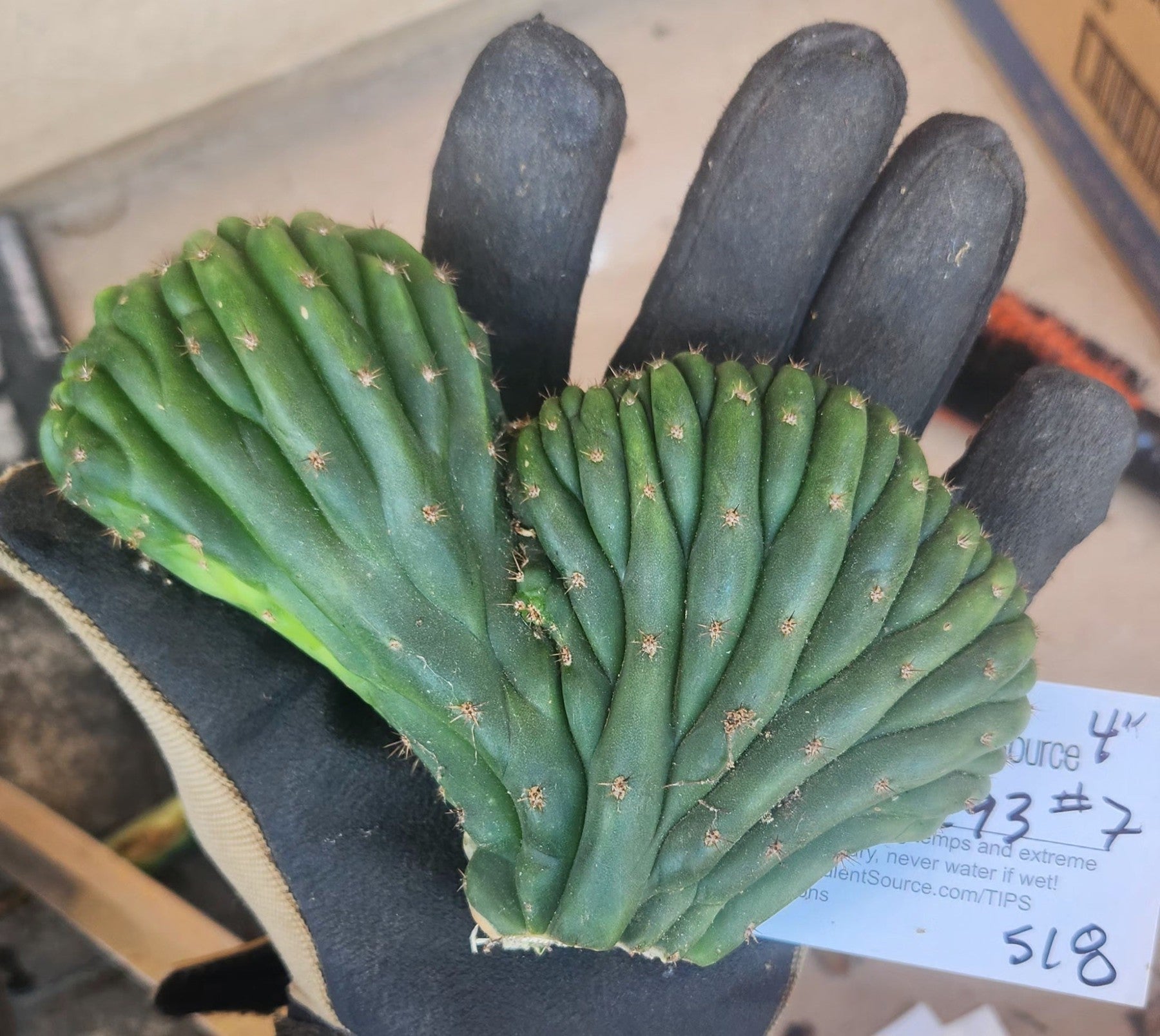 #EC93 EXACT Trichocereus Pachanoi San Pedro Cactus Crested and Monstrose Cuttings-Cactus - Large - Exact-The Succulent Source