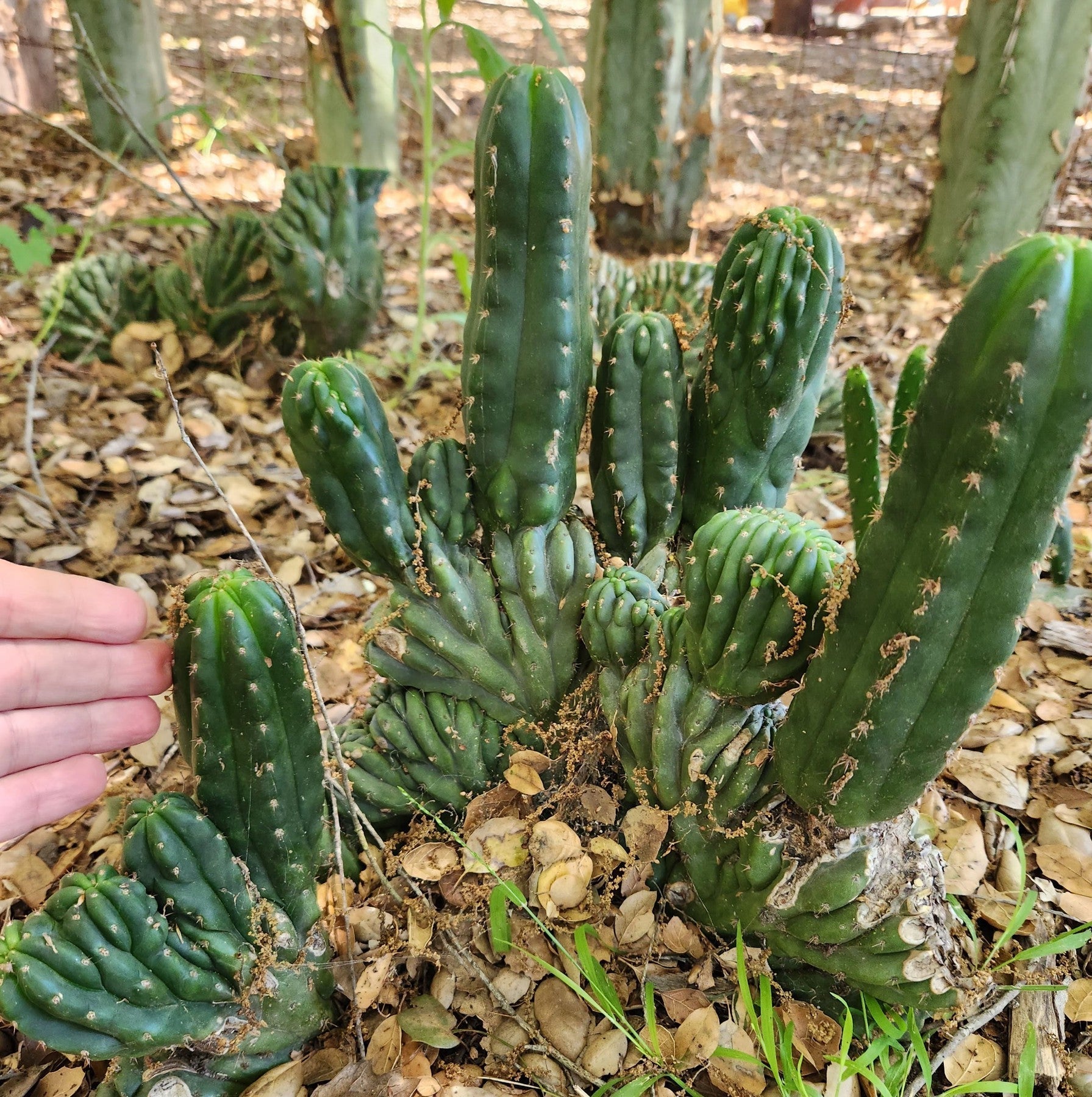 #EC93 EXACT Trichocereus Pachanoi San Pedro Cactus Crested and Column Cuttings-Cactus - Large - Exact-The Succulent Source