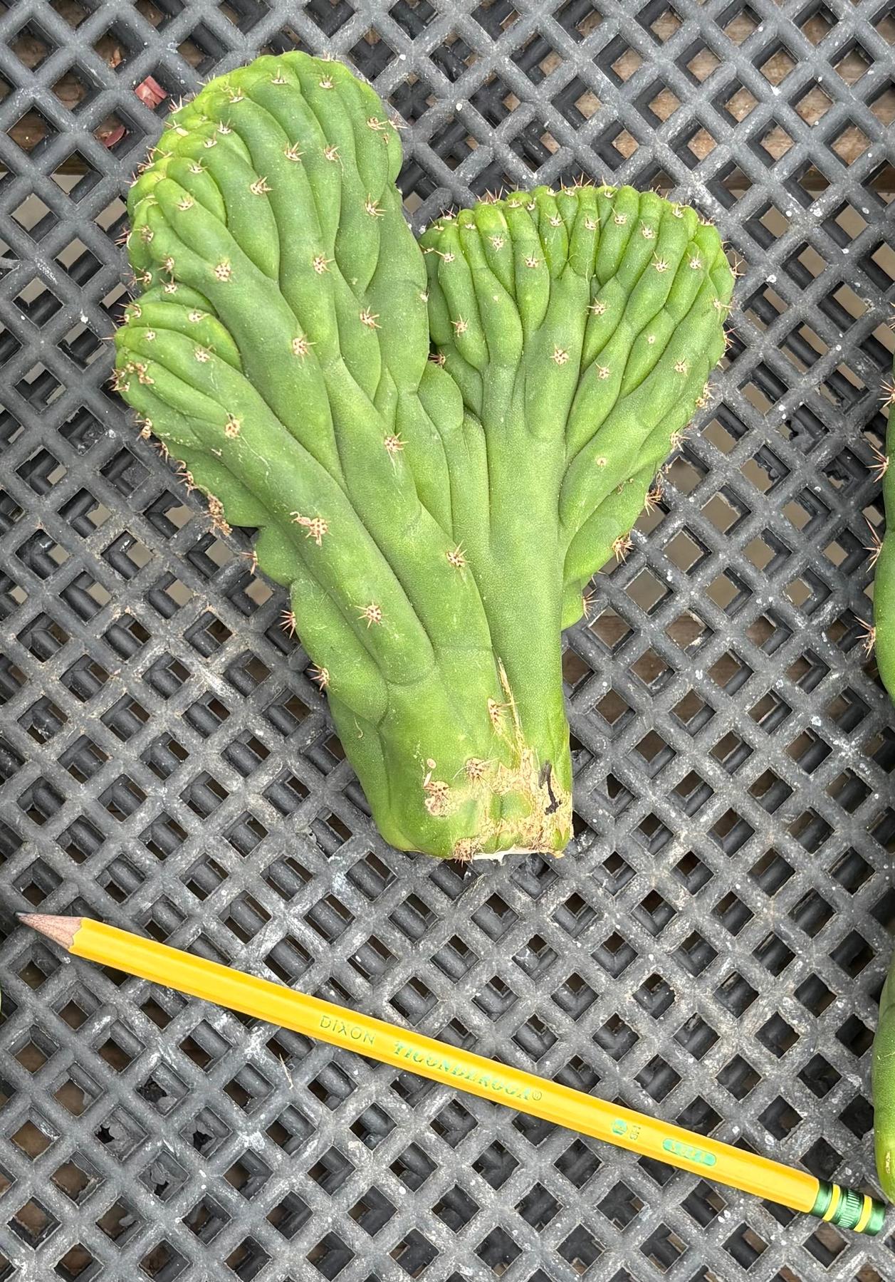 #EC93 EXACT Trichocereus Pachanoi San Pedro TPM Cactus Crested and Monstrose Cuttings-Cactus - Large - Exact-The Succulent Source