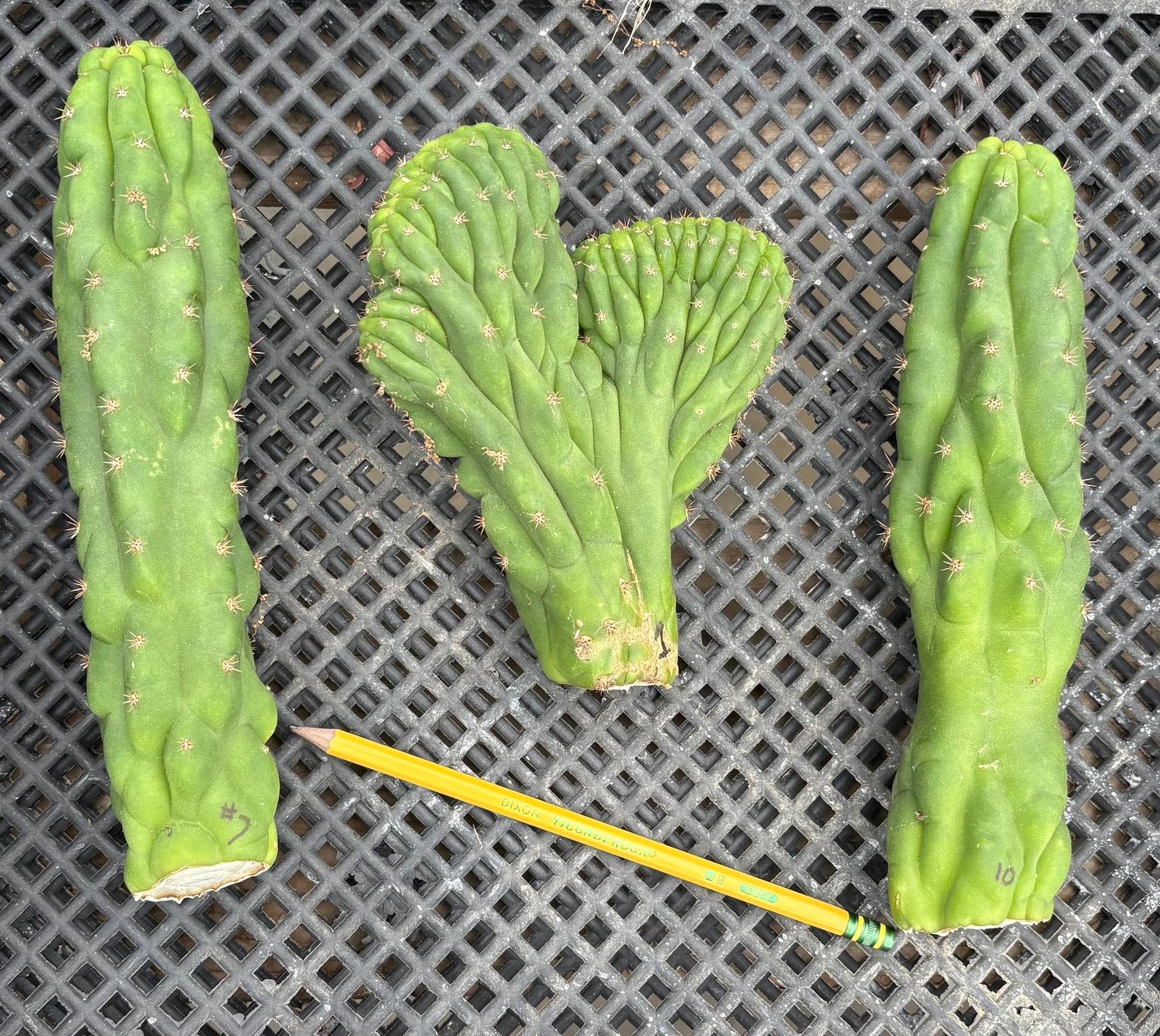 #EC93 EXACT Trichocereus Pachanoi San Pedro TPM Cactus Crested and Monstrose Cuttings-Cactus - Large - Exact-The Succulent Source
