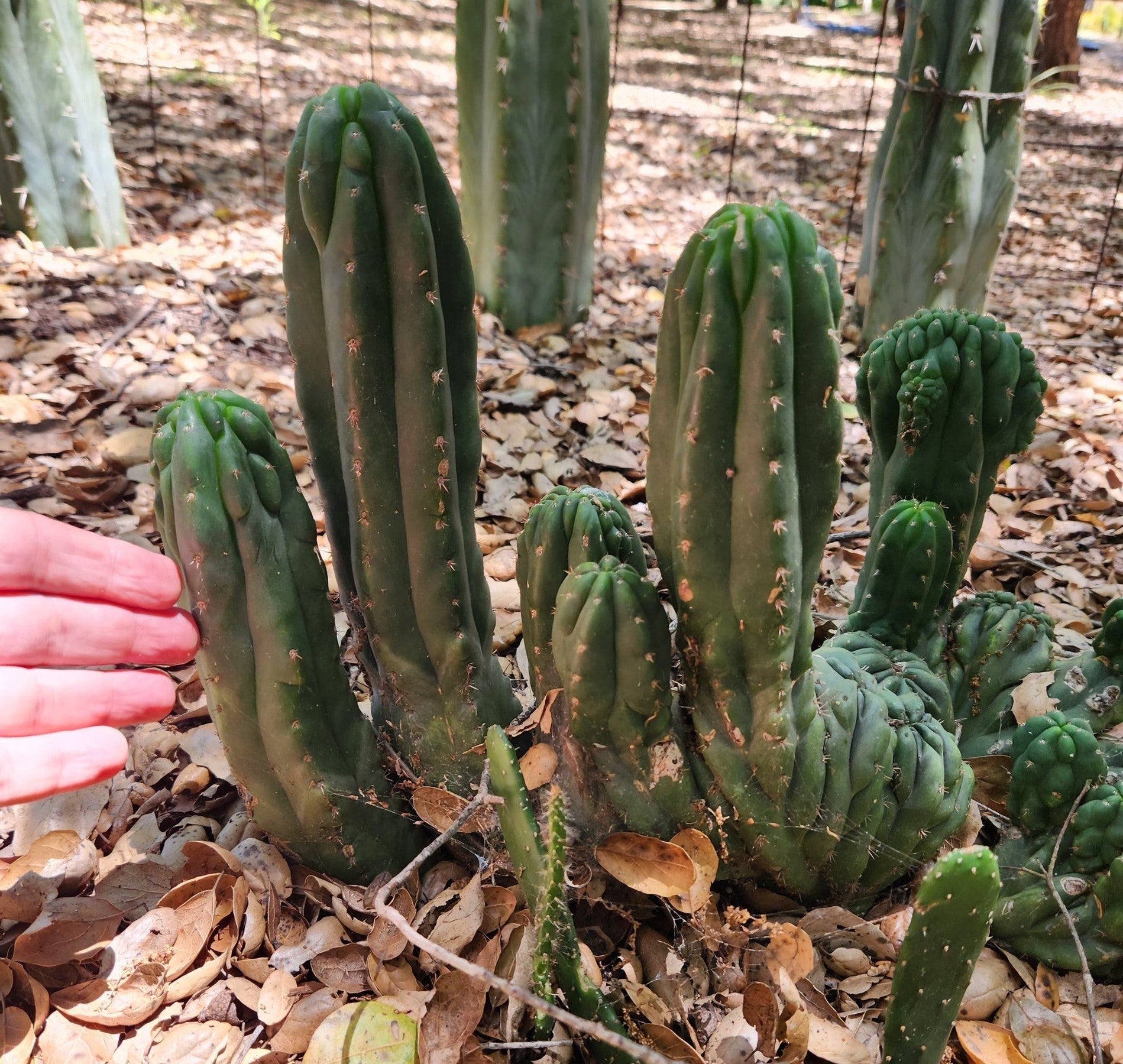 #EC93 EXACT Trichocereus Pachanoi San Pedro Cactus Crested and Column Cuttings-Cactus - Large - Exact-The Succulent Source