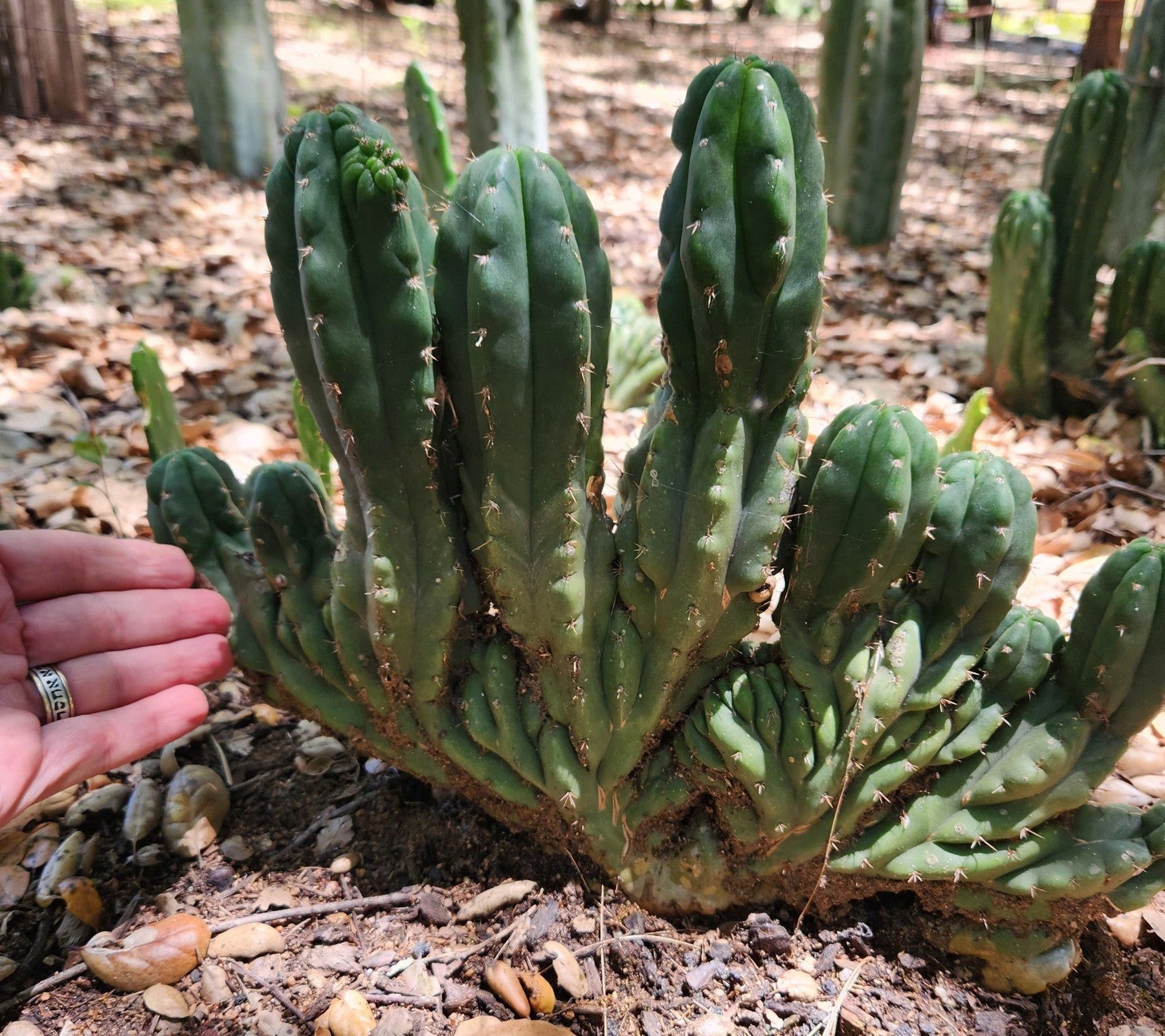 #EC93 EXACT Trichocereus Pachanoi San Pedro Cactus Crested and Column Cuttings-Cactus - Large - Exact-The Succulent Source