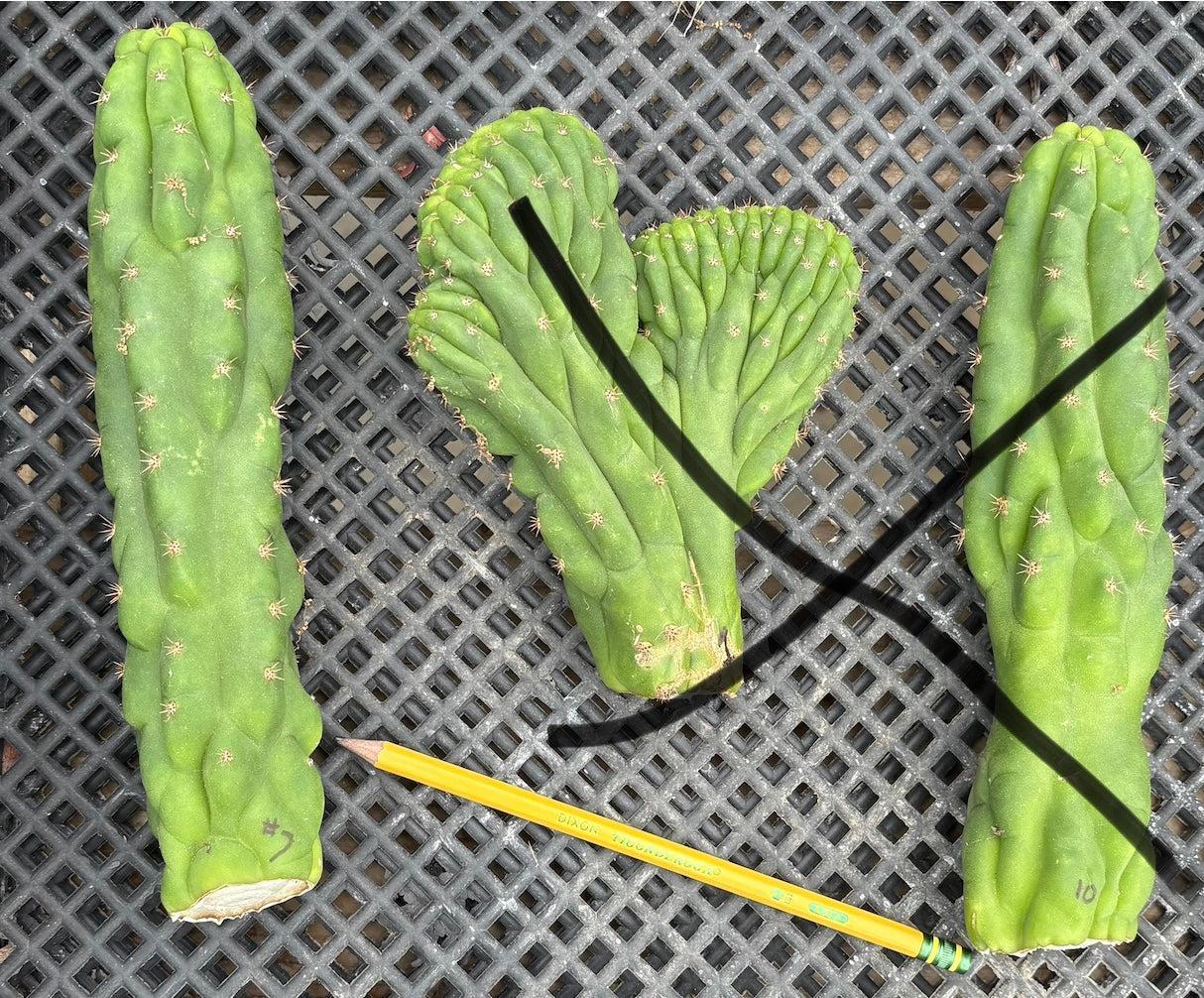 #EC93 EXACT Trichocereus Pachanoi San Pedro TPM Cactus Crested and Monstrose Cuttings-Cactus - Large - Exact-The Succulent Source