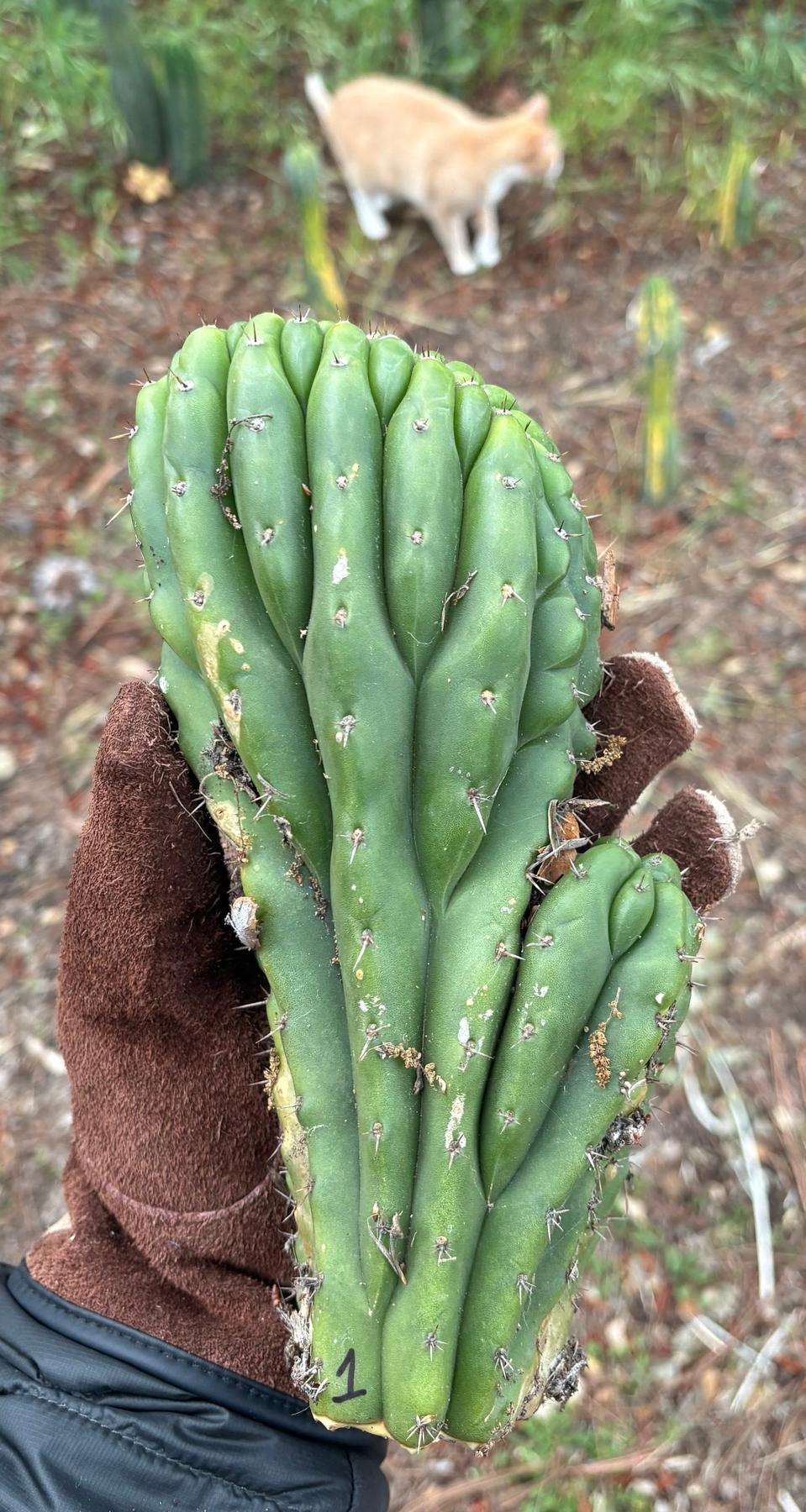 #EC93 EXACT Trichocereus Pachanoi San Pedro TPM Cactus Crested and Monstrose Cuttings-Cactus - Large - Exact-The Succulent Source