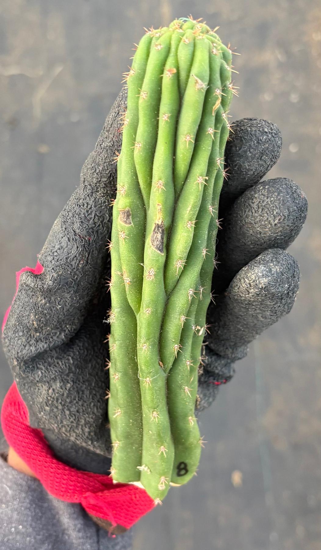 #EC93 EXACT Trichocereus Pachanoi San Pedro Cactus Crested and Monstrose Cuttings-Cactus - Large - Exact-The Succulent Source