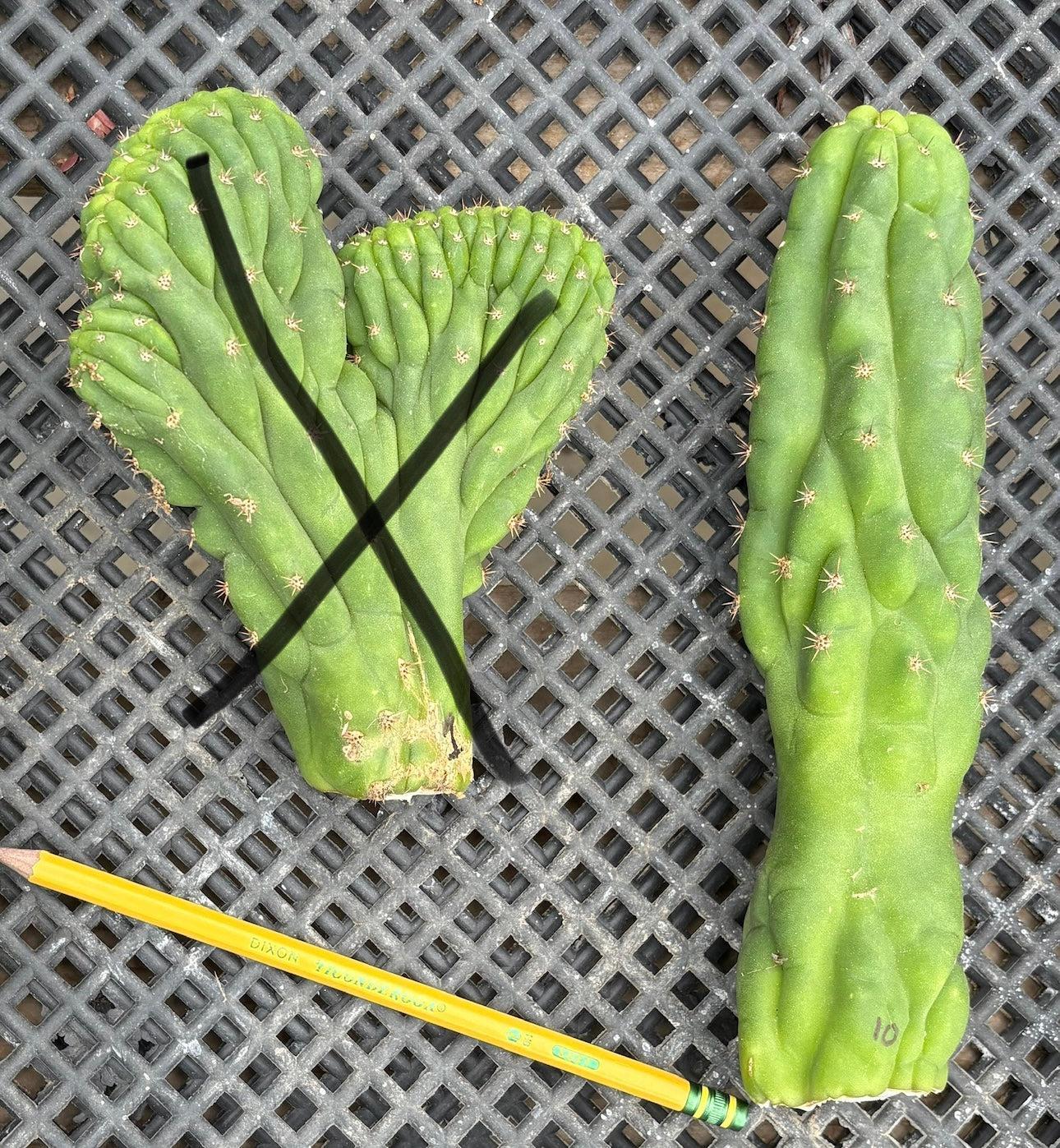 #EC93 EXACT Trichocereus Pachanoi San Pedro TPM Cactus Crested and Monstrose Cuttings-Cactus - Large - Exact-The Succulent Source