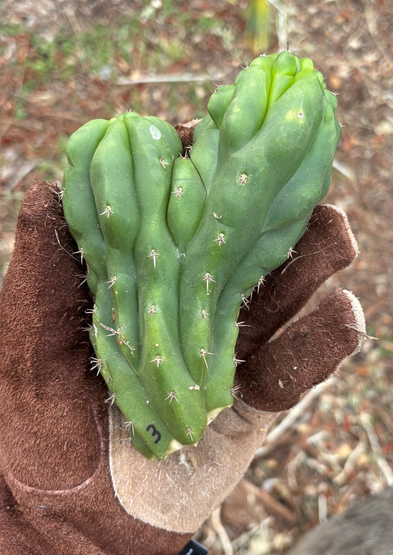 #EC93 EXACT Trichocereus Pachanoi San Pedro TPM Cactus Crested and Monstrose Cuttings-Cactus - Large - Exact-The Succulent Source