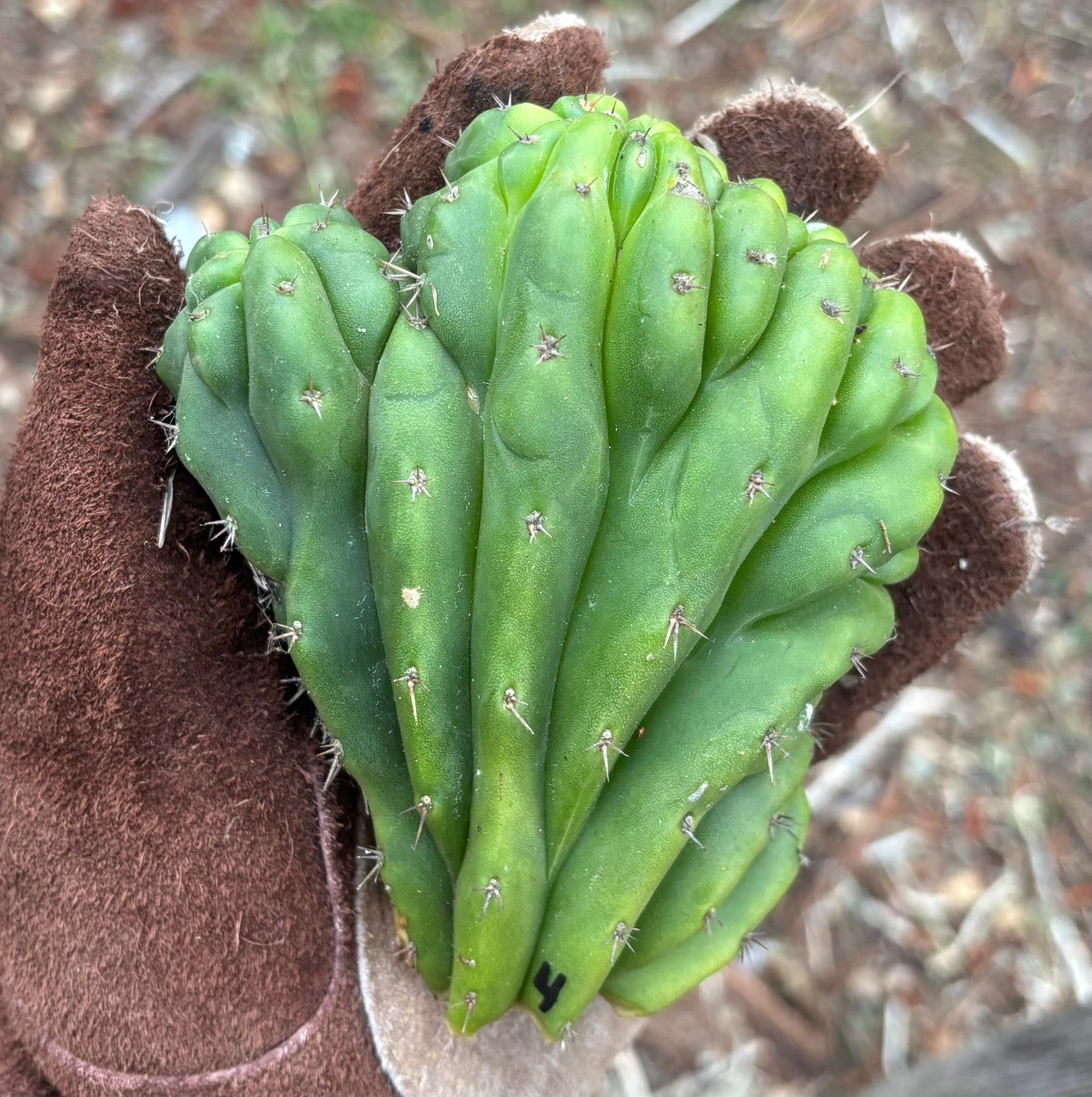 #EC93 EXACT Trichocereus Pachanoi San Pedro TPM Cactus Crested and Monstrose Cuttings-Cactus - Large - Exact-The Succulent Source