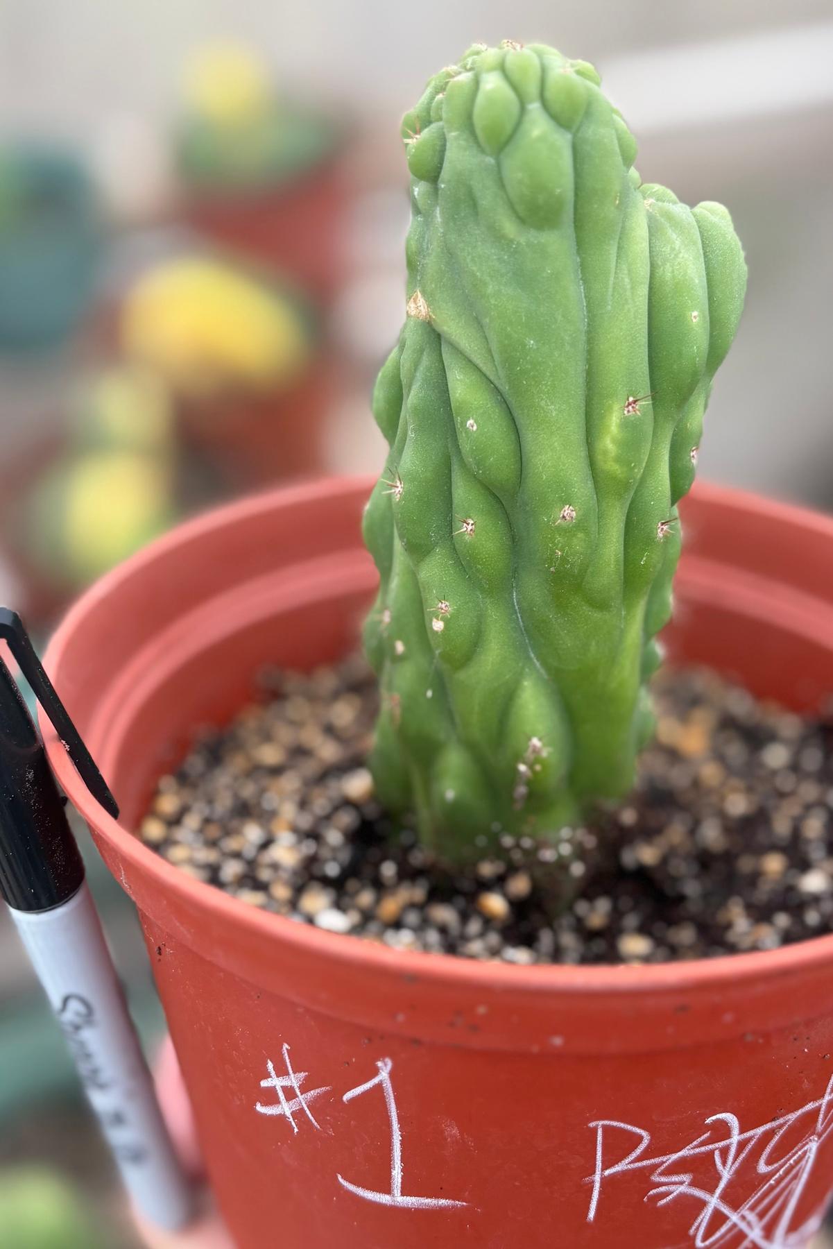 #EC93 EXACT Trichocereus Pachanoi San Pedro TPM Crested and Monstrose Cactus-Cactus - Large - Exact-The Succulent Source